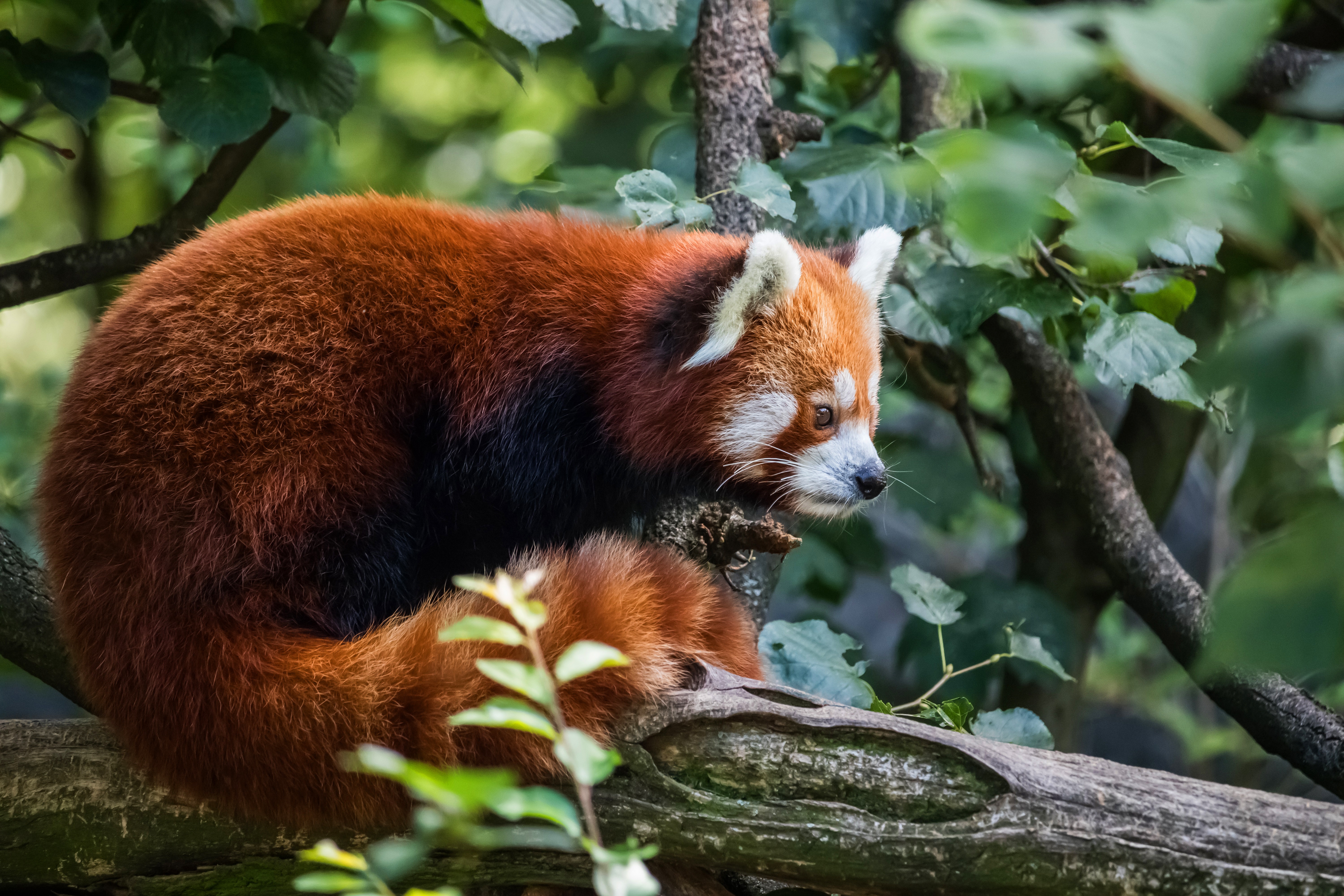 Baixar papel de parede para celular de Animais, Panda Vermelho gratuito.