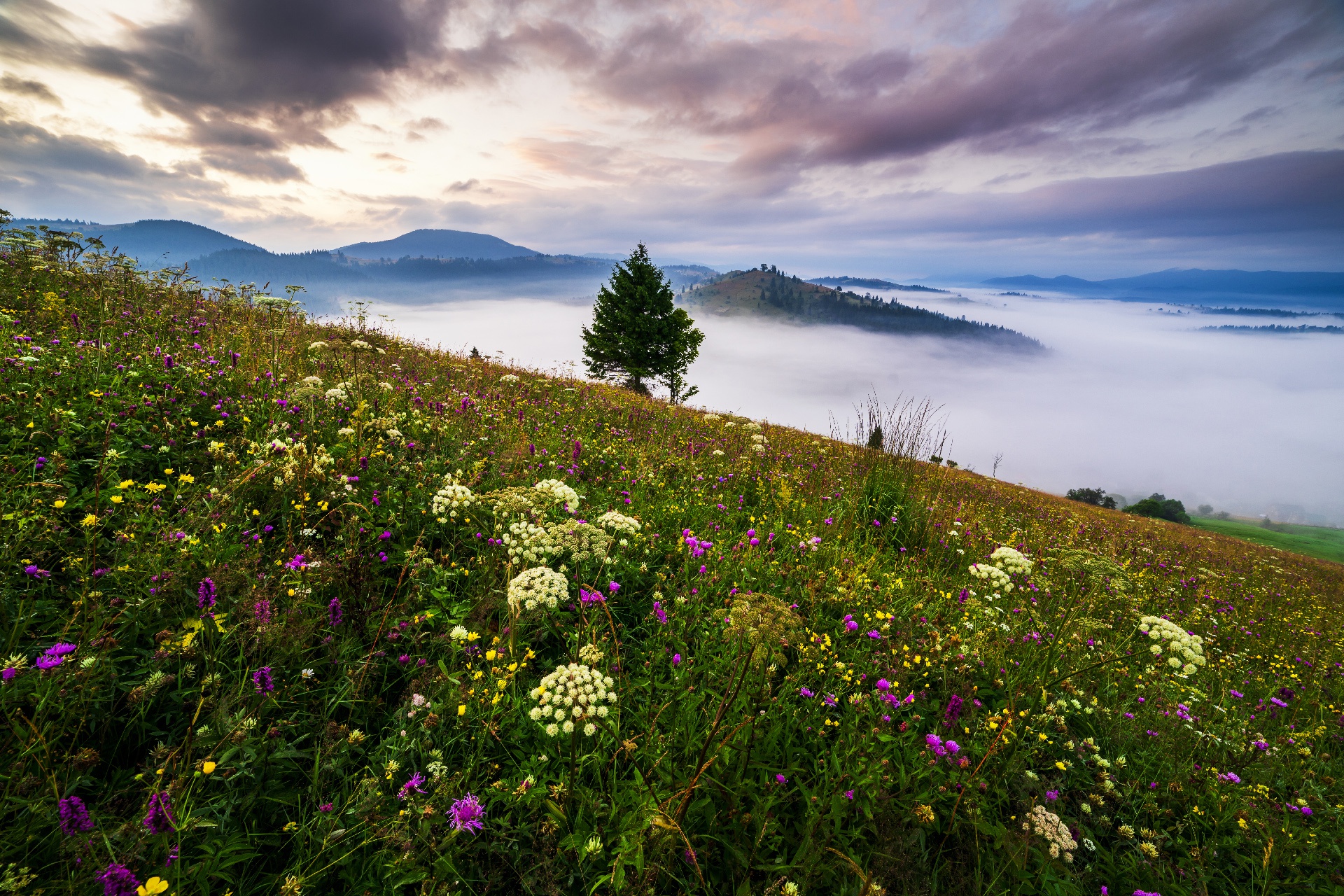 Download mobile wallpaper Landscape, Nature, Mountain, Flower, Fog, Earth, Cloud for free.