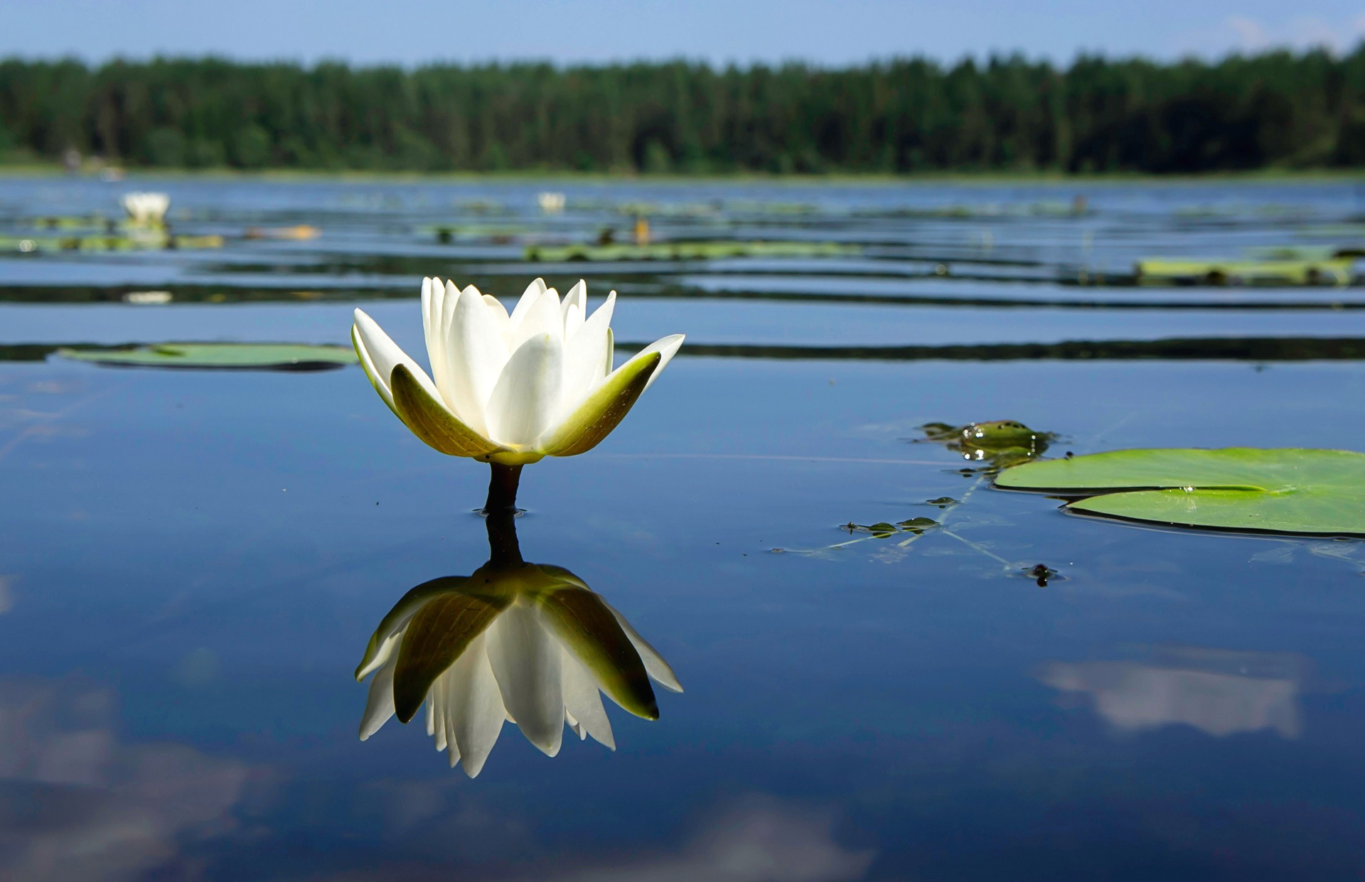 Скачати мобільні шпалери Природа, Квітка, Земля, Водяна Лілія, Біла Квітка, Рефлексія, Глибина Різкості, Флауерзи безкоштовно.