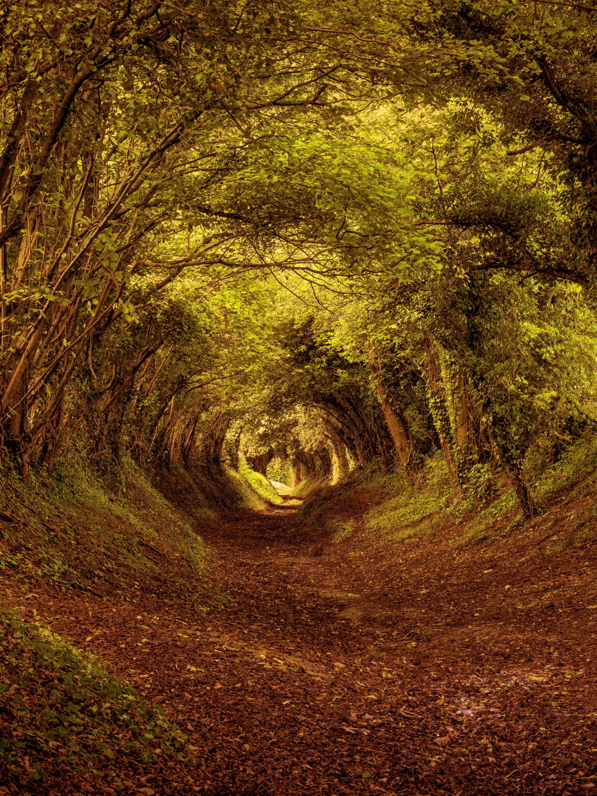 Download mobile wallpaper Nature, Forest, Earth, Path, Tunnel for free.