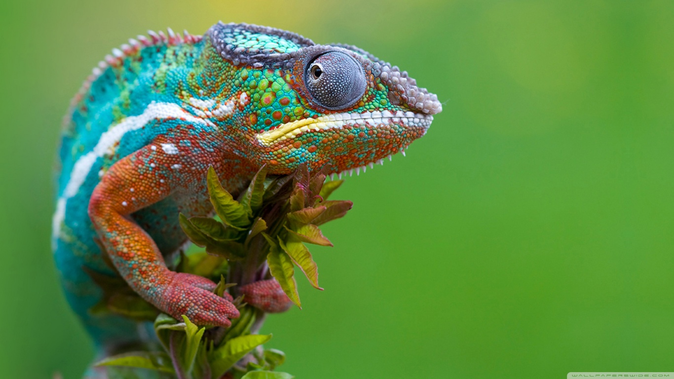 Free download wallpaper Animal, Chameleon on your PC desktop