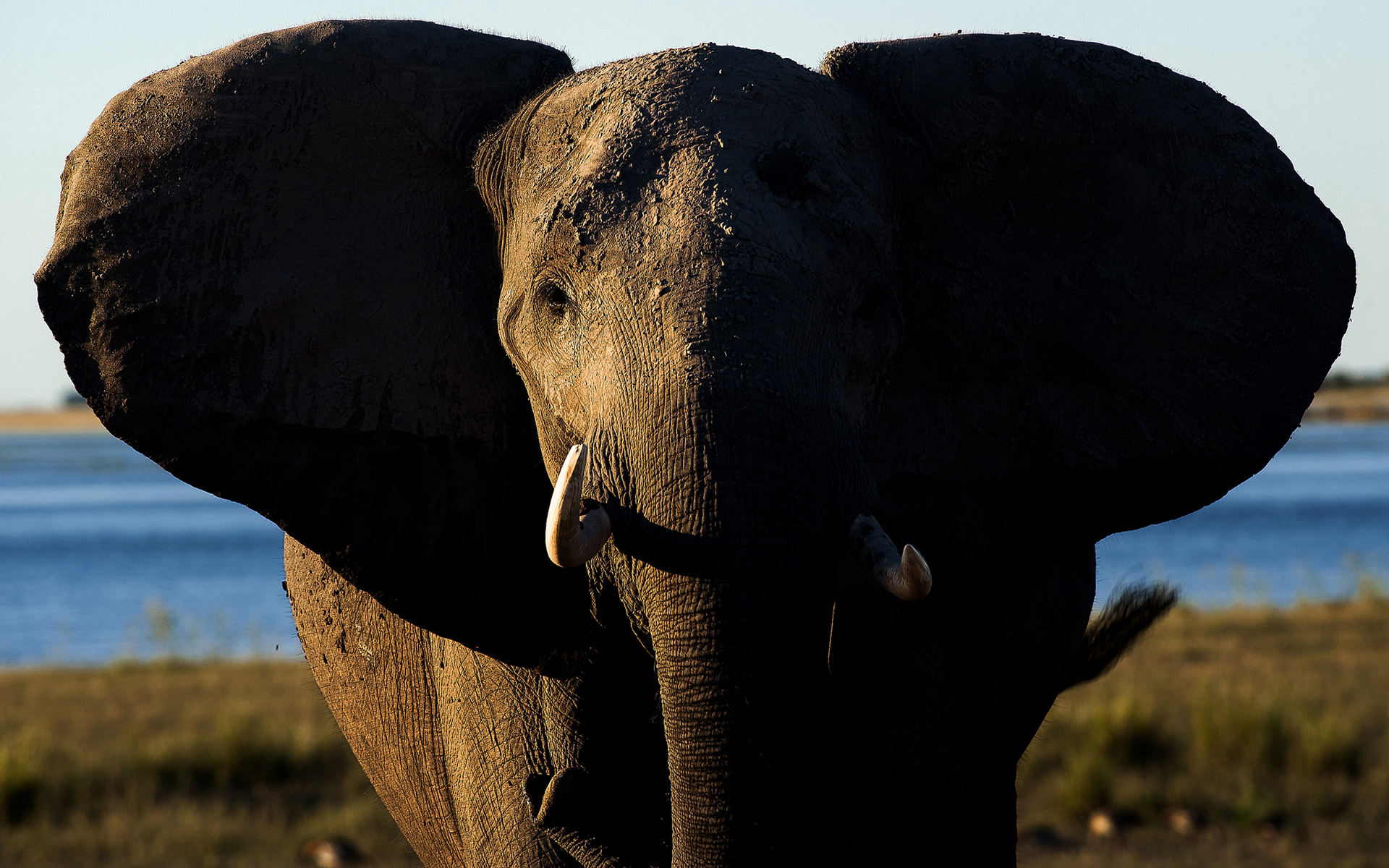 PCデスクトップにアフリカゾウ, ゾウ, 動物画像を無料でダウンロード