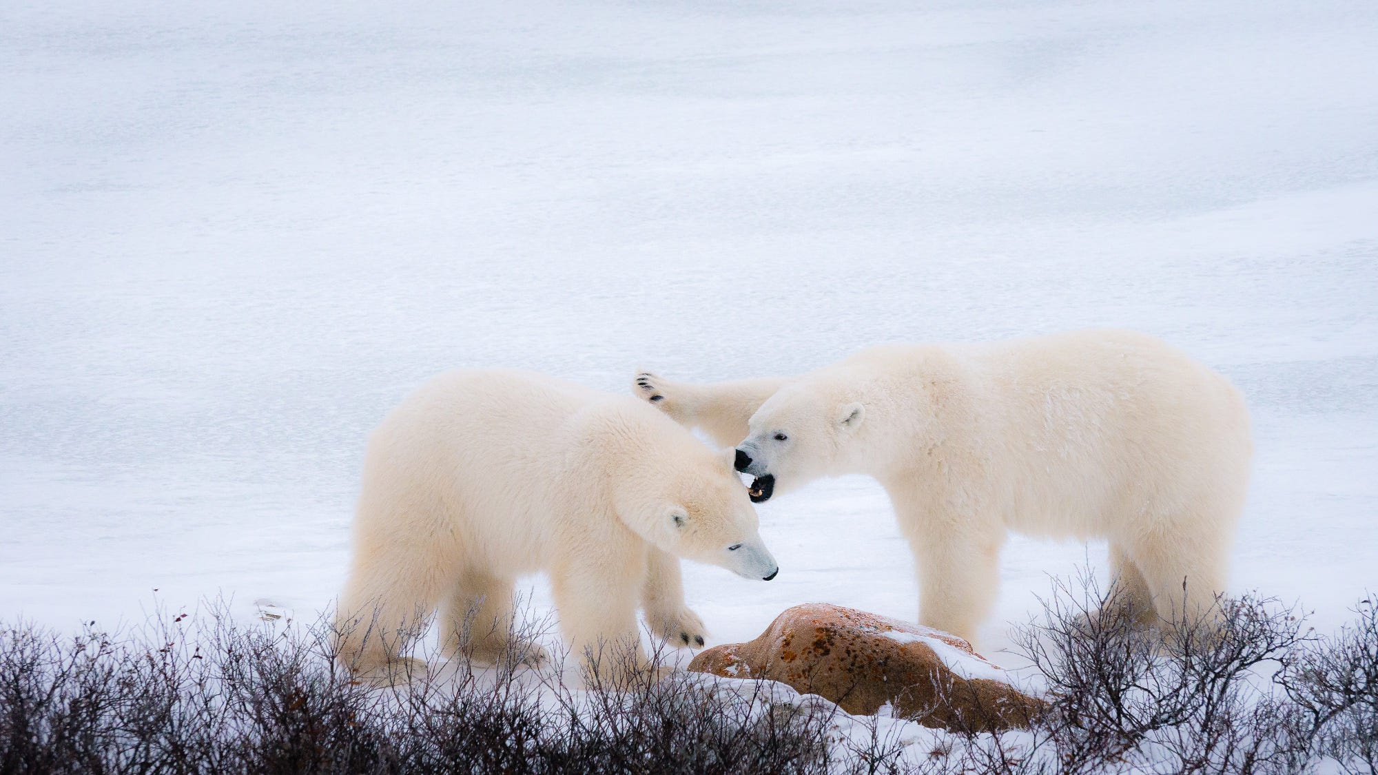 Laden Sie das Tiere, Winter, Schnee, Bären, Bär, Eisbär-Bild kostenlos auf Ihren PC-Desktop herunter