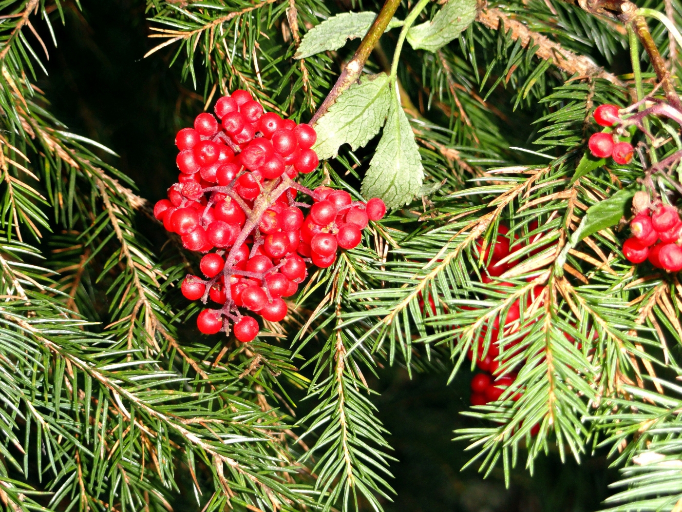 android plants, fir trees, berries