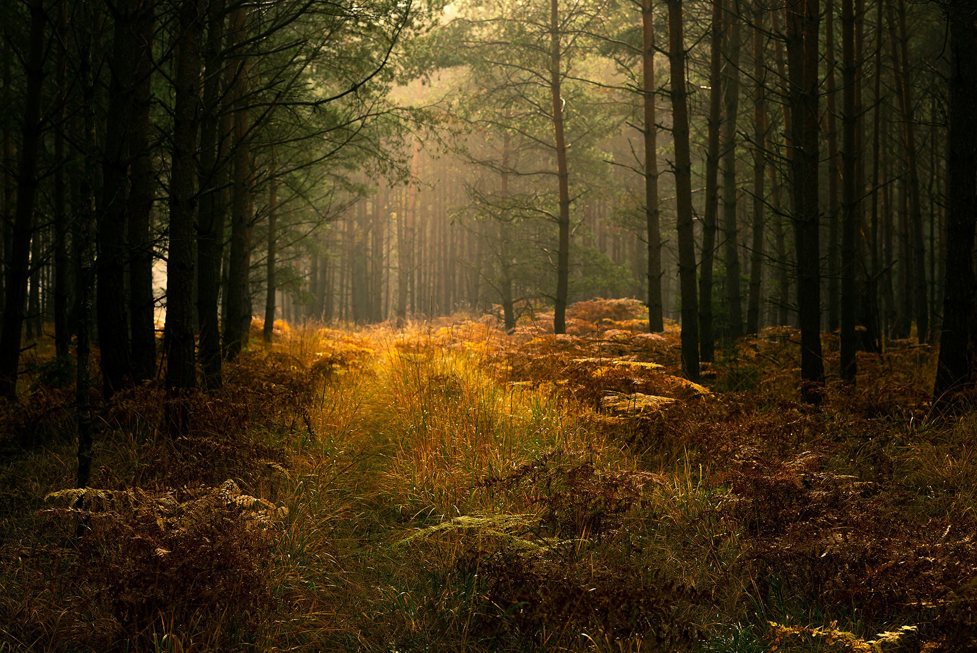 Téléchargez des papiers peints mobile Forêt, Tomber, Lumière Du Soleil, La Nature, Terre/nature gratuitement.