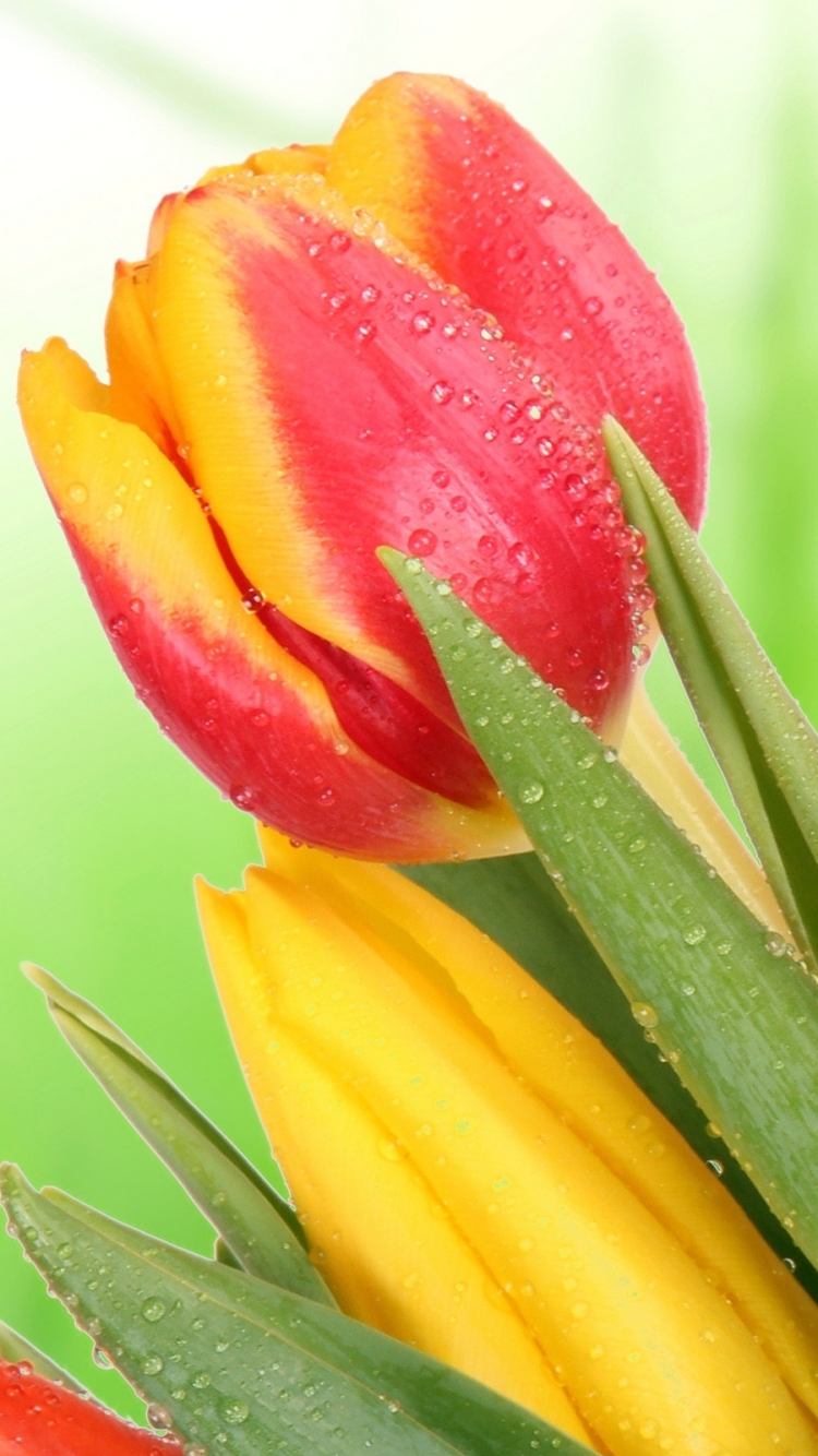 Download mobile wallpaper Flowers, Flower, Earth, Tulip, Yellow Flower, Red Flower, Pink Flower for free.