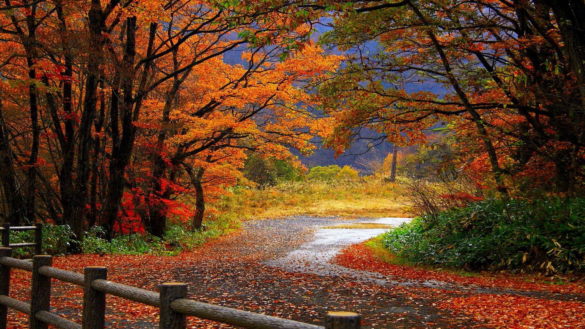 Download mobile wallpaper Photography, Fall, Path for free.