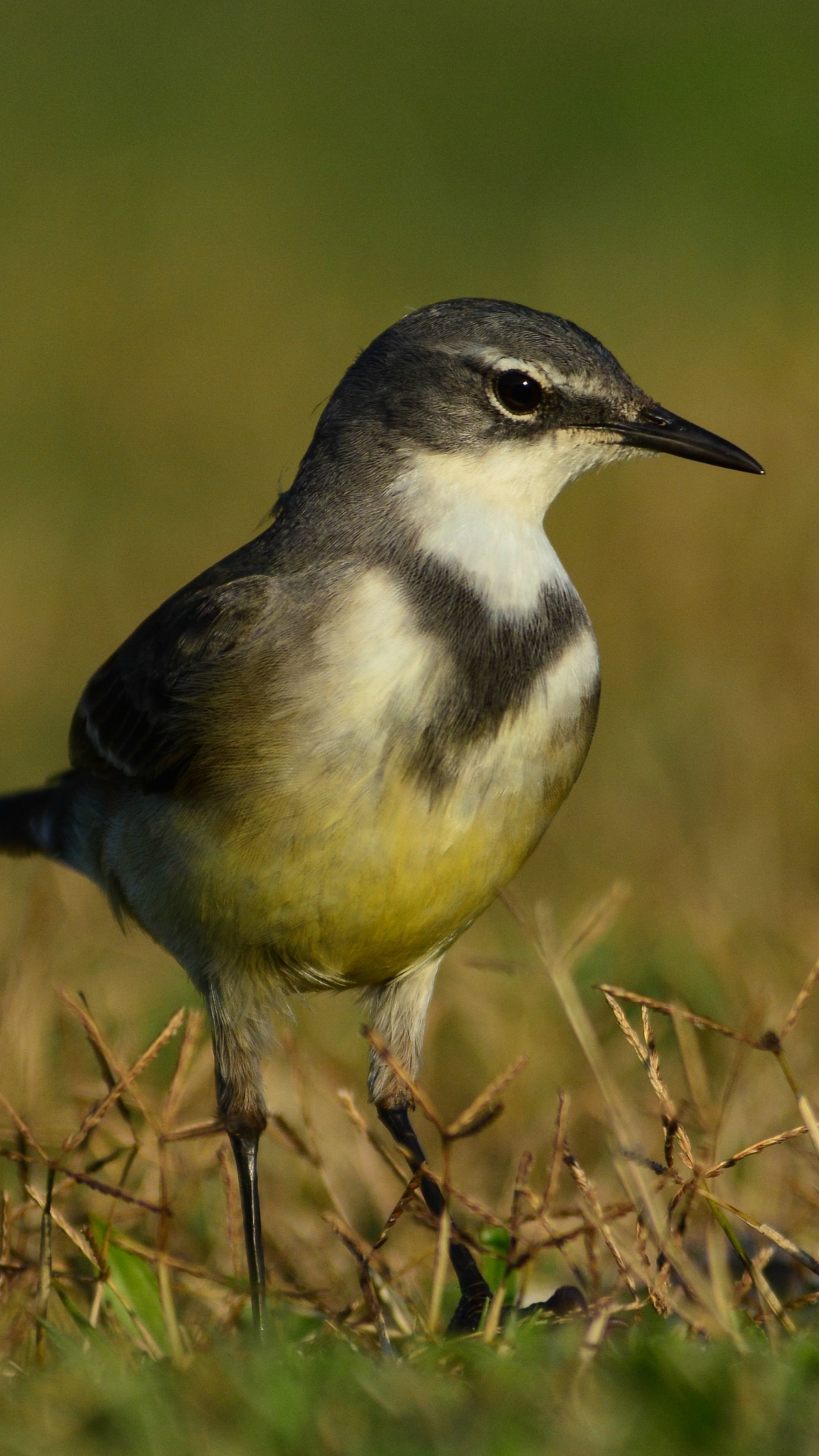 Download mobile wallpaper Birds, Animal, Wagtail for free.