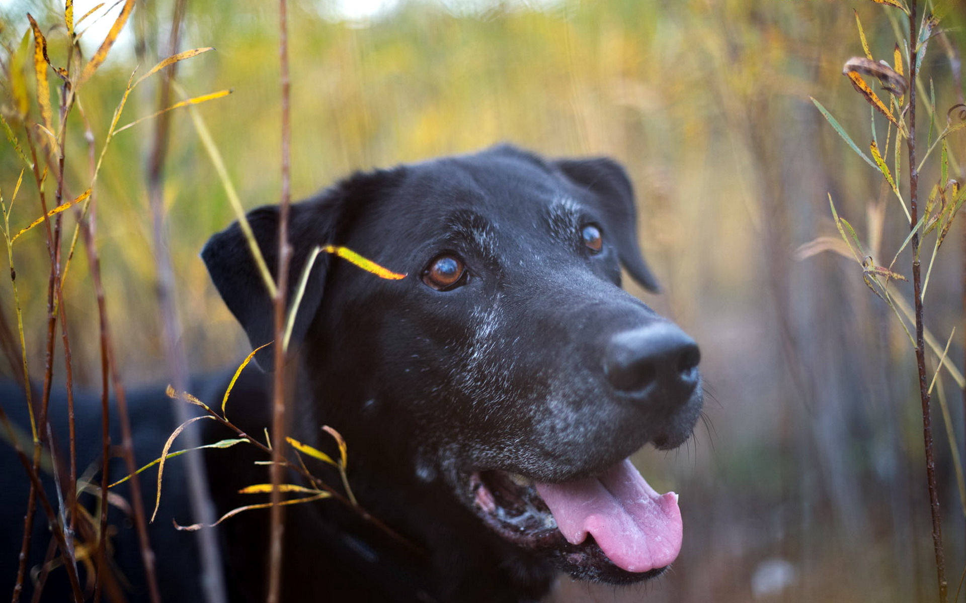 Download mobile wallpaper Dogs, Dog, Animal, Bokeh for free.