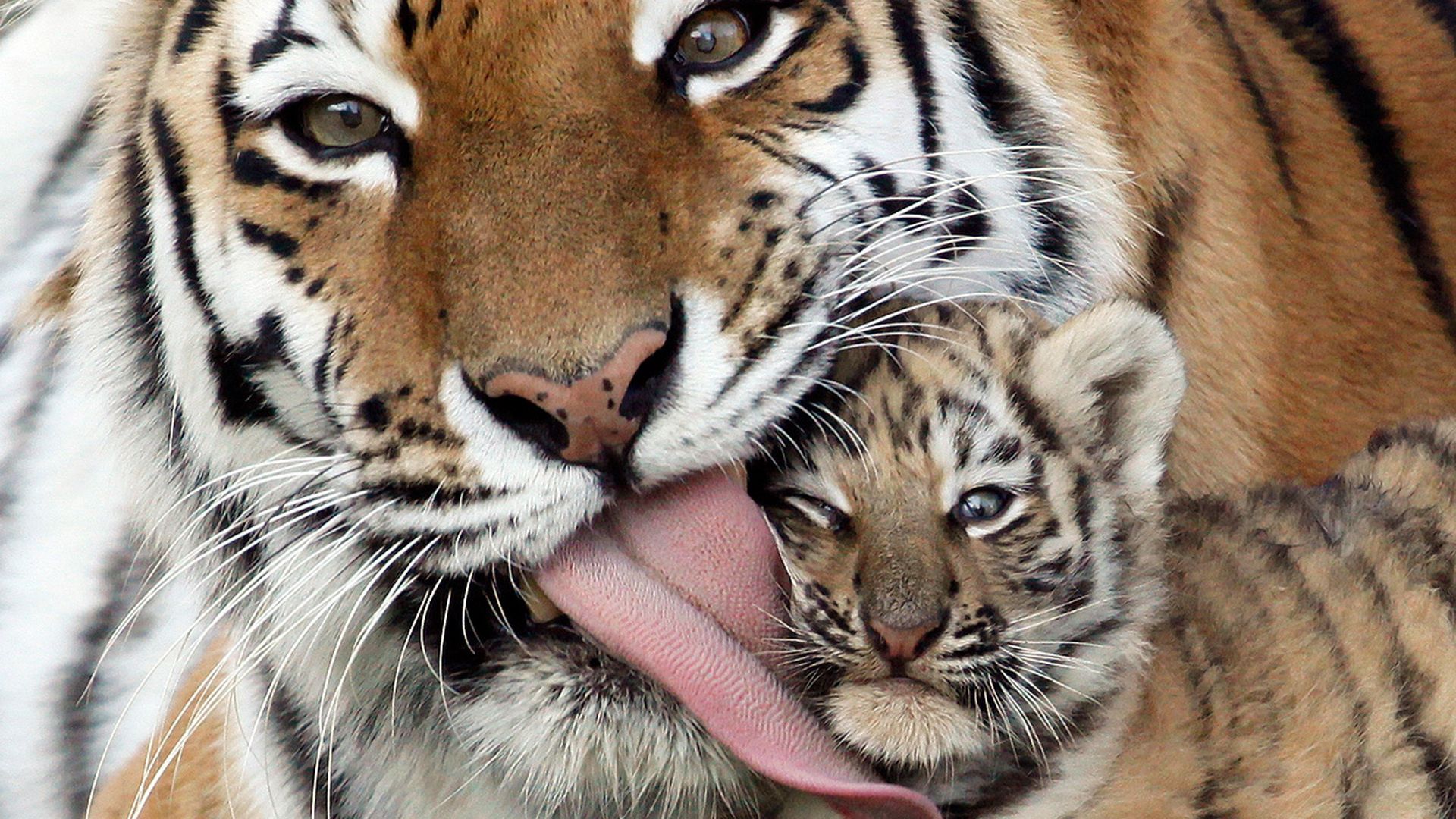 73603 télécharger le fond d'écran bébé tigre, animaux, tigre, se soucier, soin, langue, belette - économiseurs d'écran et images gratuitement