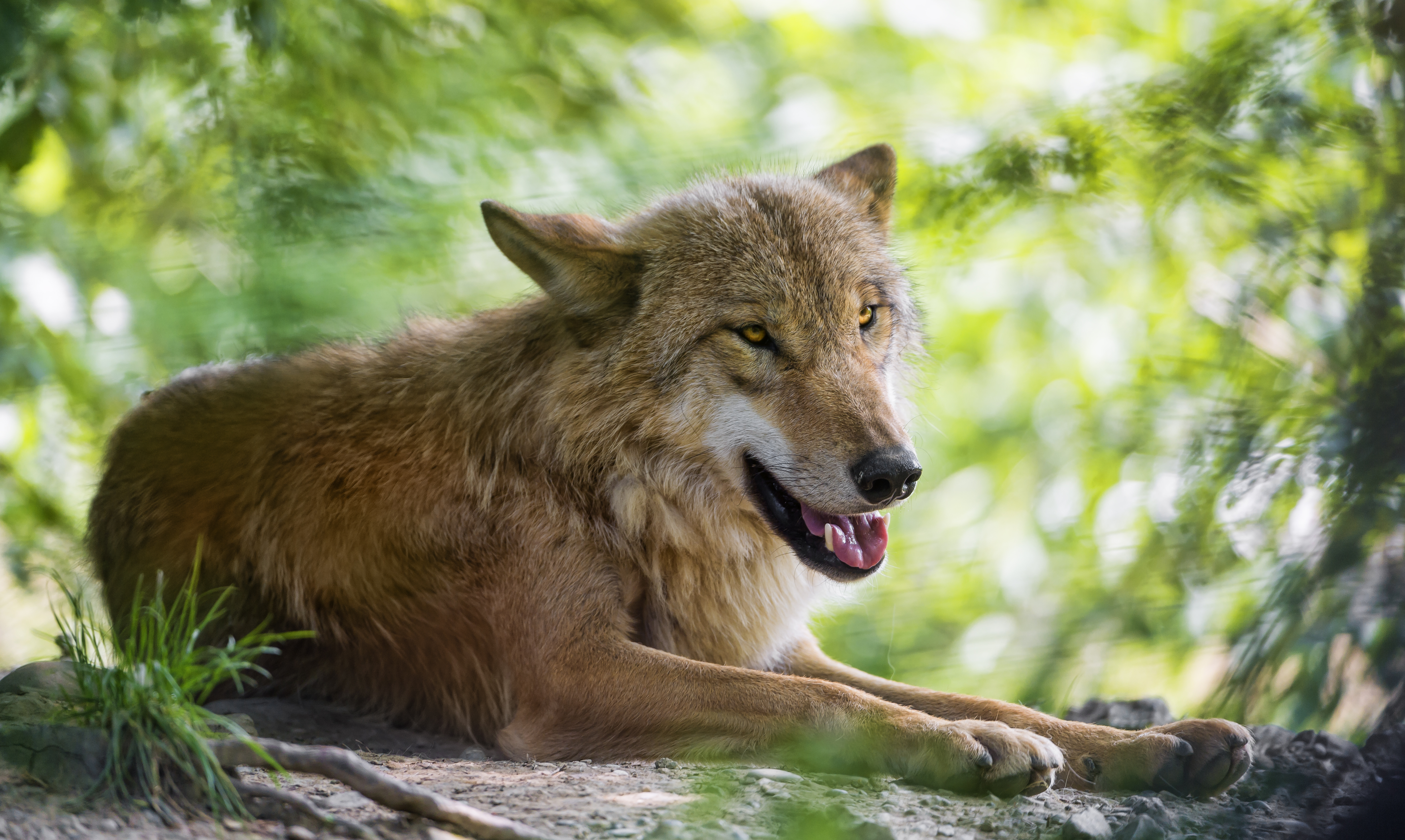 Free download wallpaper Wolves, Wolf, Animal on your PC desktop