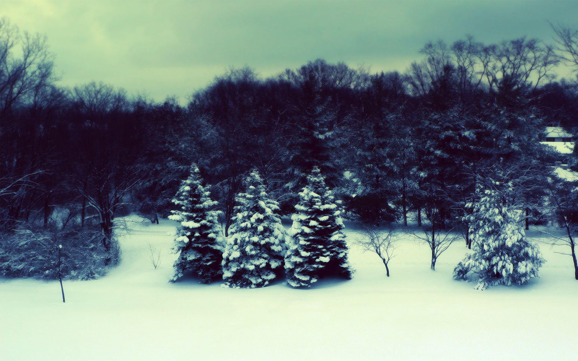 Download mobile wallpaper Snow, Winter, Tree, Earth for free.