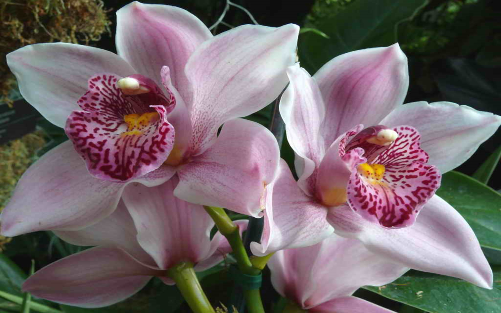 Handy-Wallpaper Blumen, Blume, Nahansicht, Orchidee, Erde/natur kostenlos herunterladen.