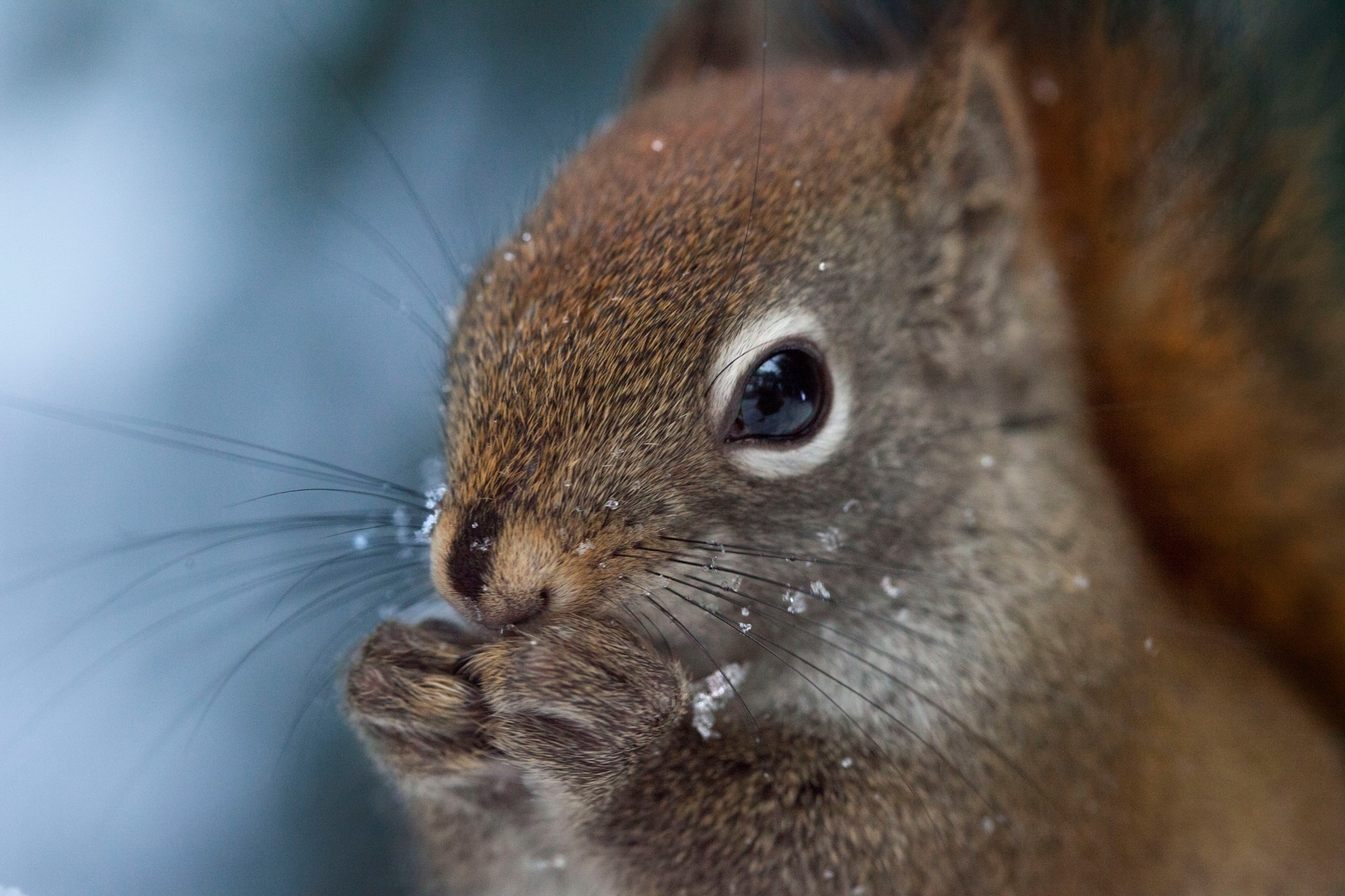 Download mobile wallpaper Squirrel, Macro, Animal, Rodent for free.