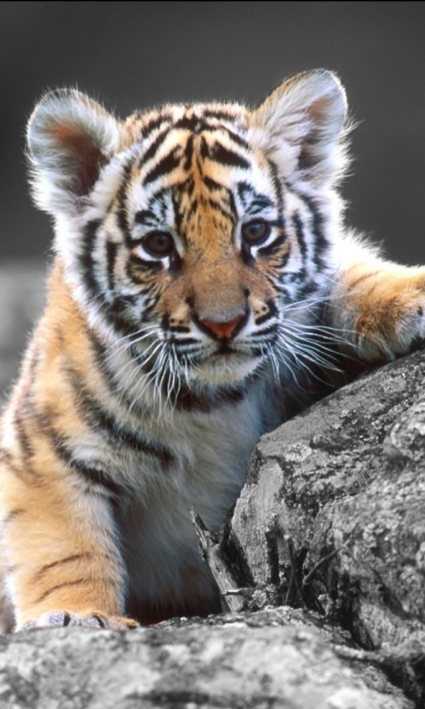 Download mobile wallpaper Cats, Tiger, Animal for free.