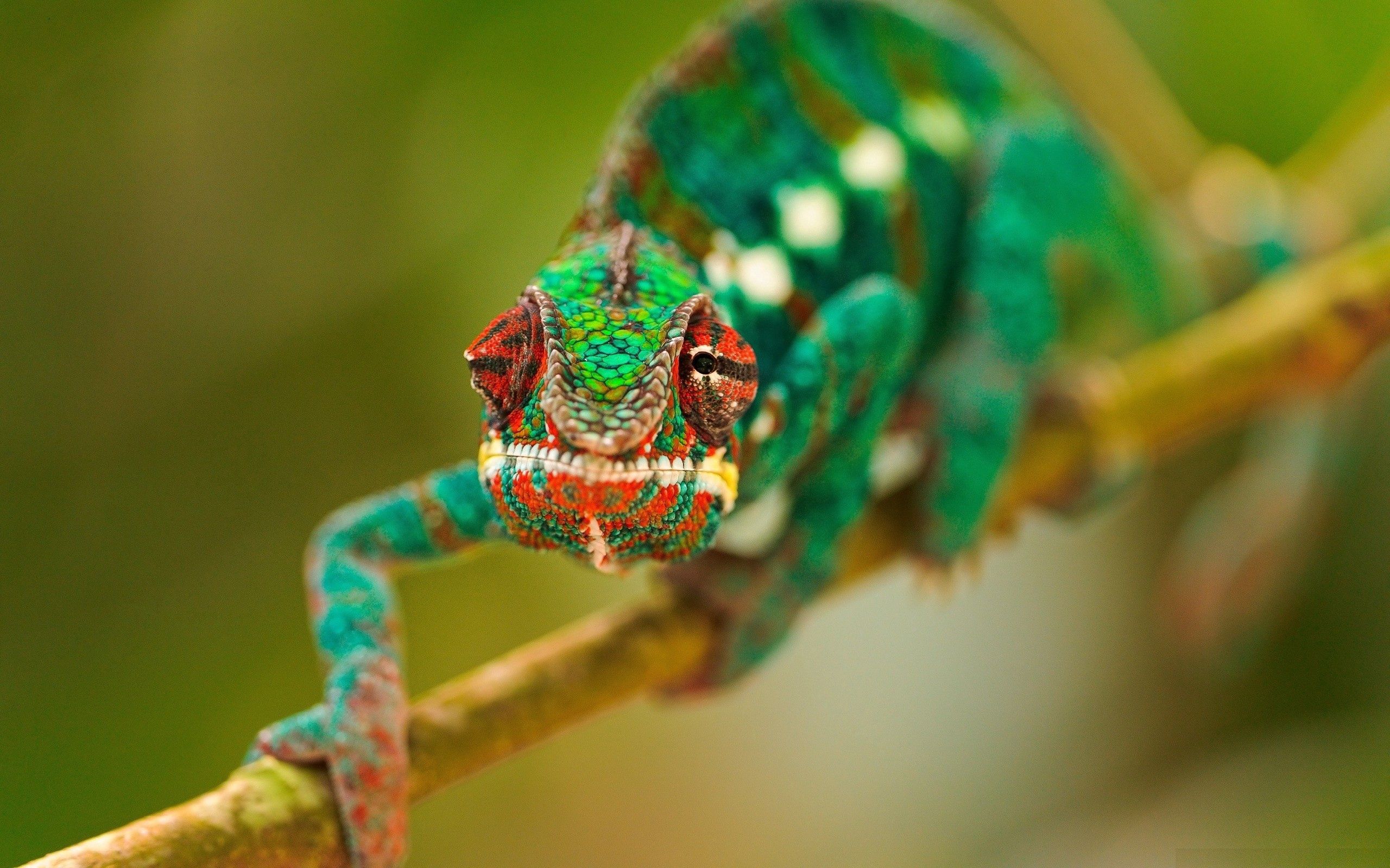 animals, branch, chameleon, head, crawl, greased, smeared HD wallpaper
