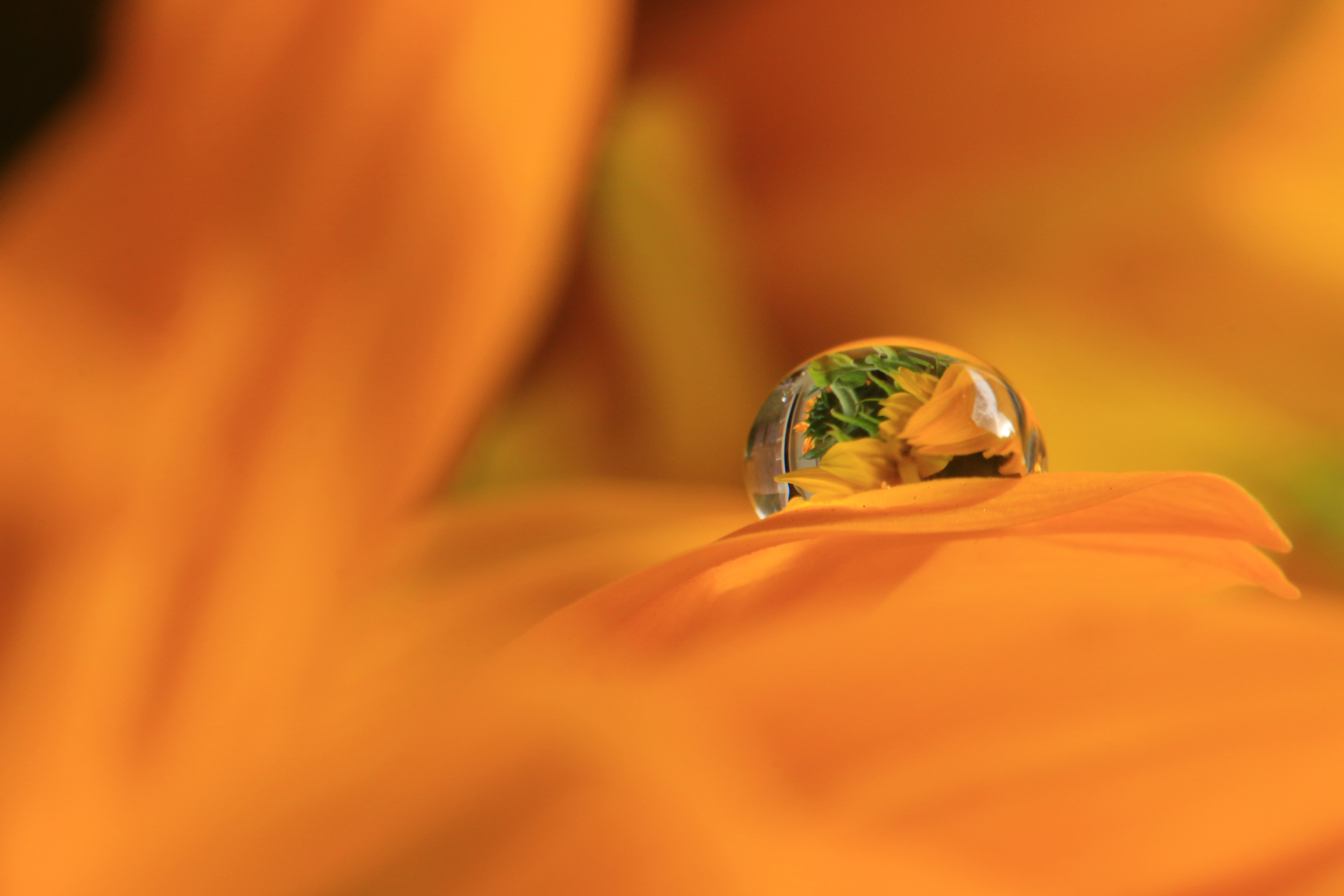 Download mobile wallpaper Nature, Reflection, Flower, Macro, Earth, Water Drop, Orange Flower for free.