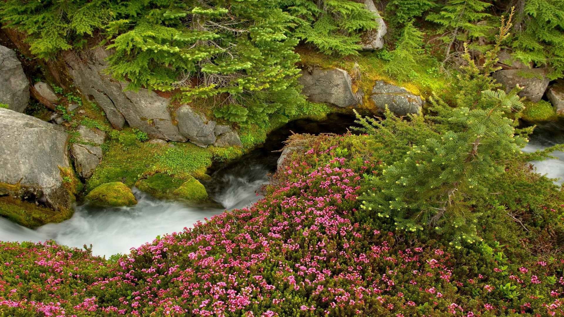 Laden Sie das Bäume, Stones, Natur, Blumen, Grass, Sommer-Bild kostenlos auf Ihren PC-Desktop herunter