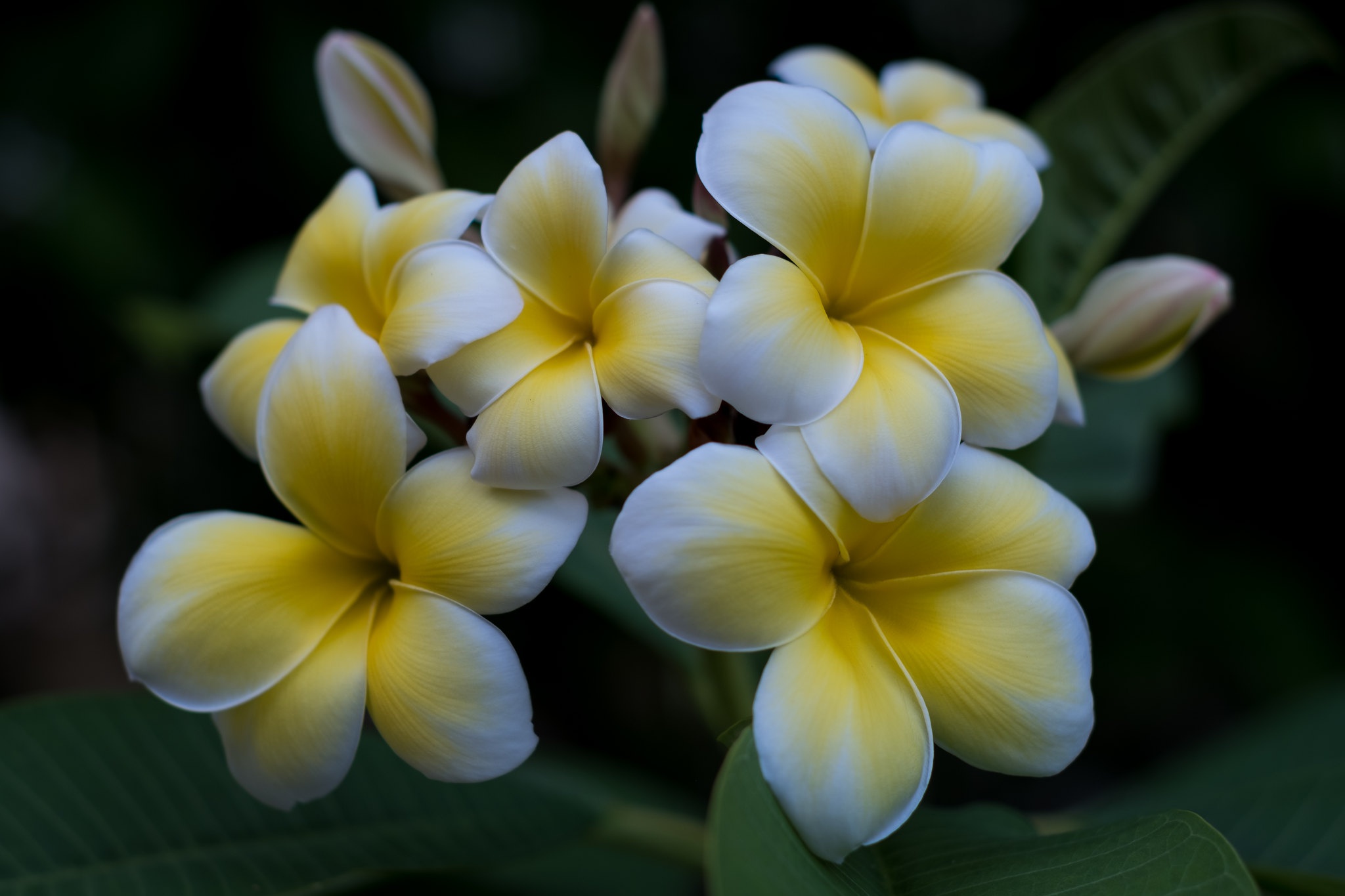 Laden Sie das Blumen, Frangipani, Erde/natur-Bild kostenlos auf Ihren PC-Desktop herunter