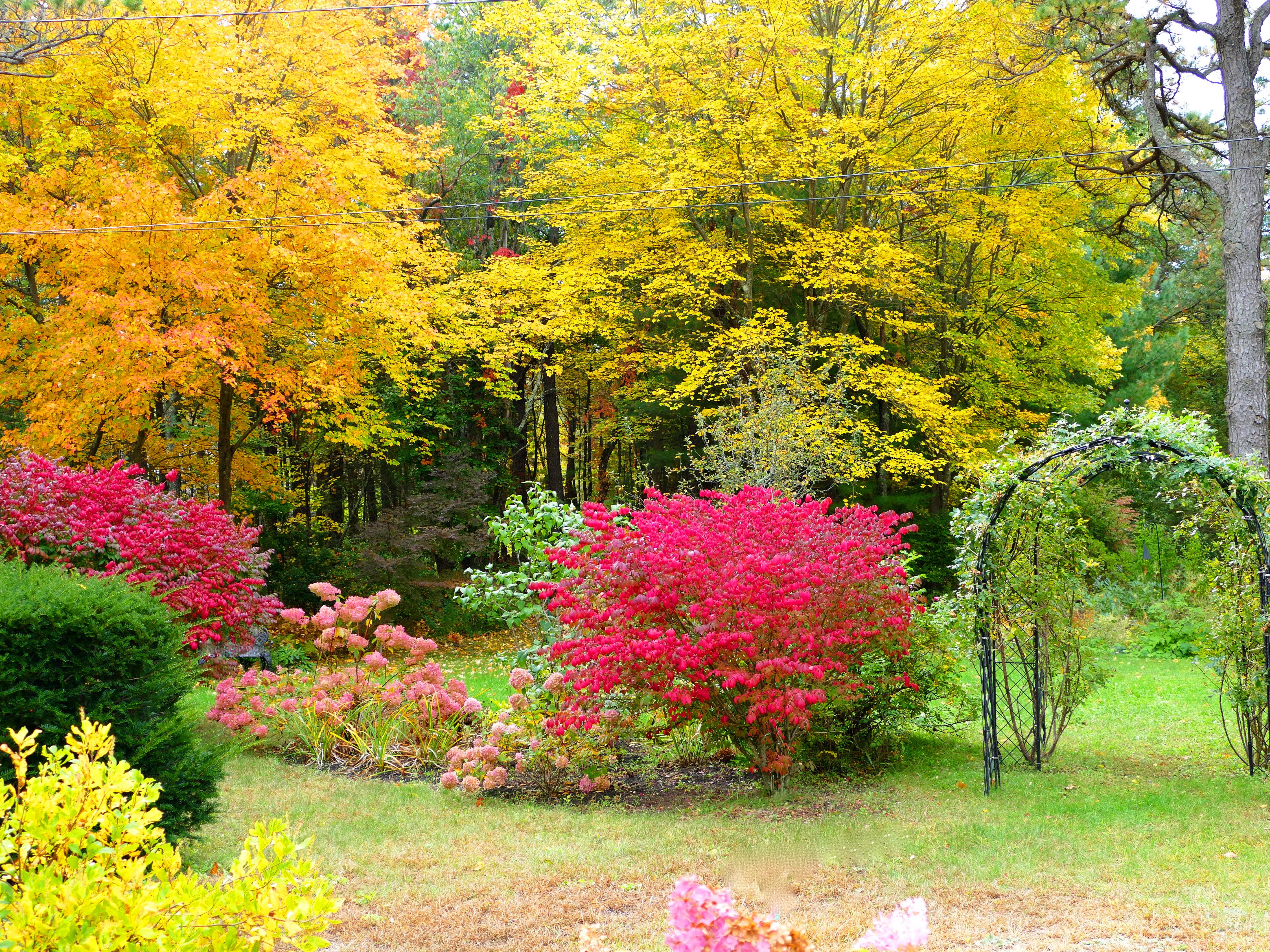 Free download wallpaper Bush, Flower, Park, Tree, Fall, Garden, Photography on your PC desktop