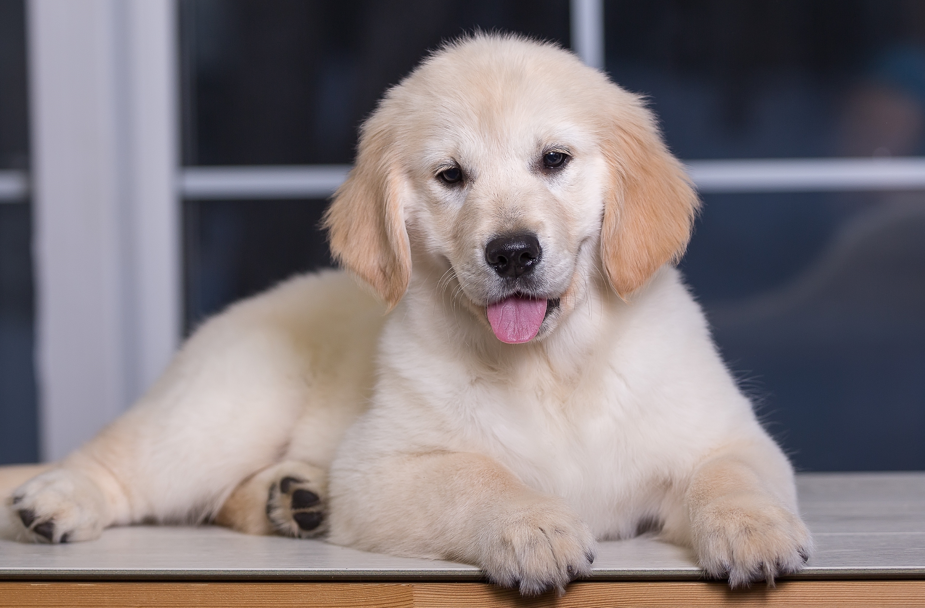 Free download wallpaper Dogs, Dog, Muzzle, Animal, Puppy, Golden Retriever, Baby Animal on your PC desktop
