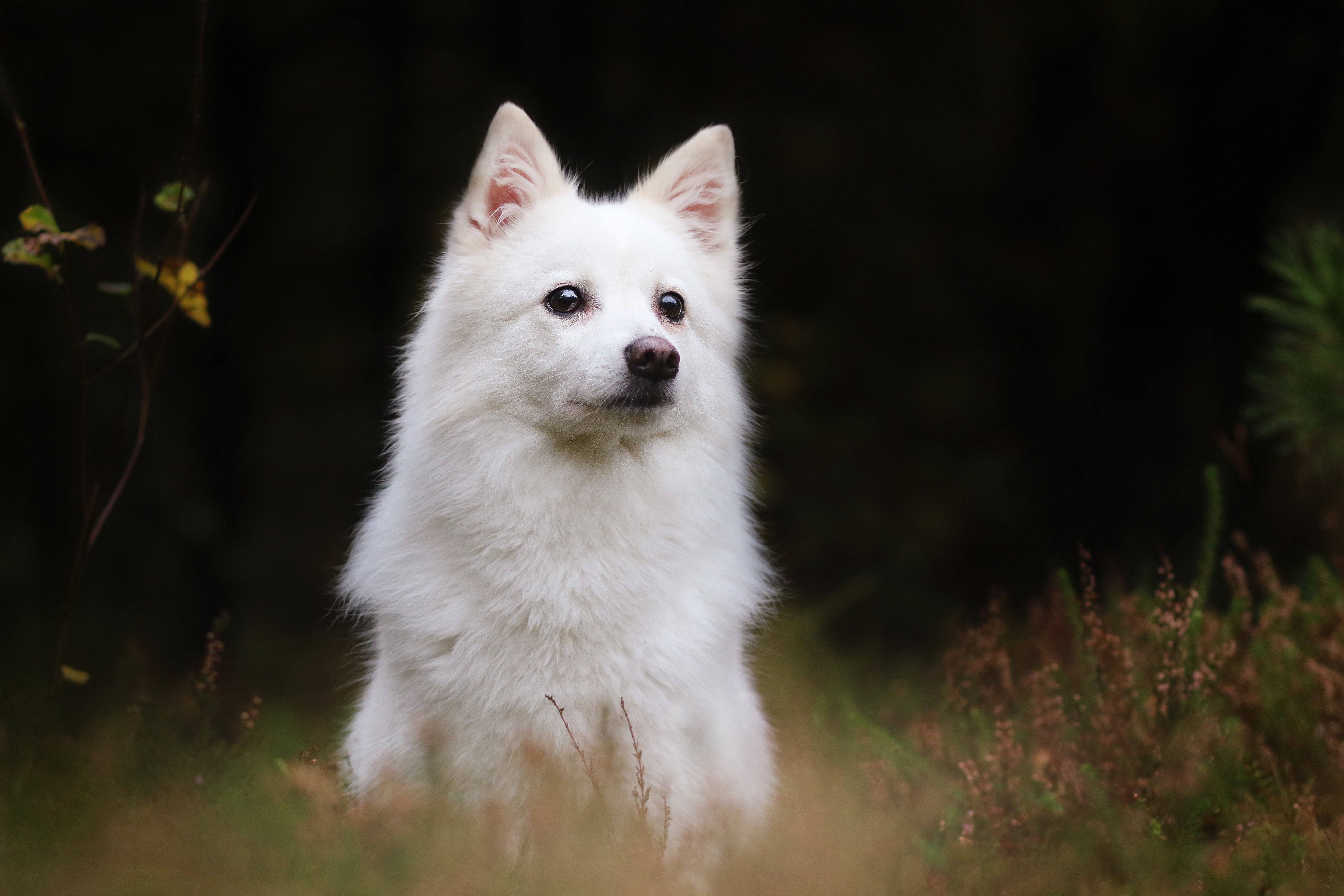 Laden Sie Weißer Schäferhund HD-Desktop-Hintergründe herunter