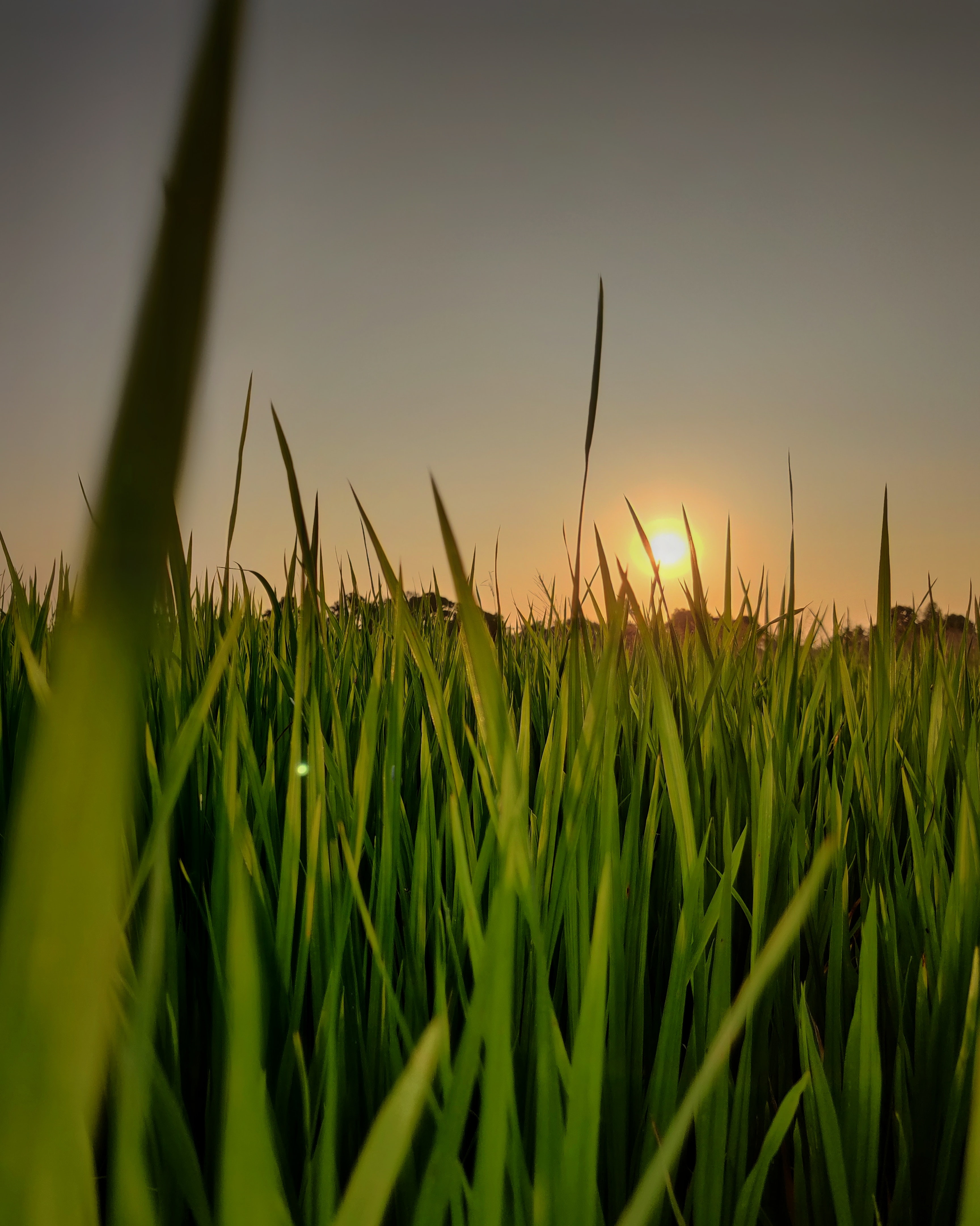 grass, nature, sunset, sky, sun Image for desktop