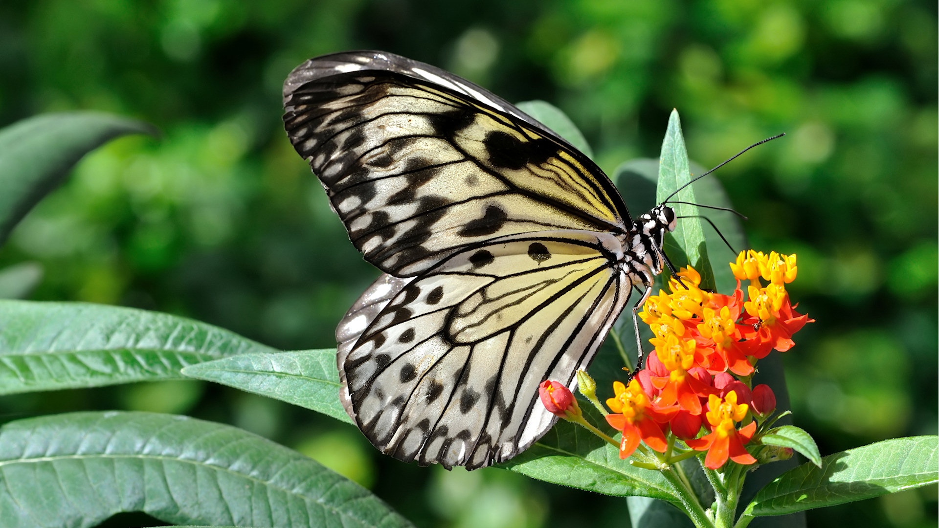 1499401 descargar fondo de pantalla animales, mariposa, flor, insecto, macro: protectores de pantalla e imágenes gratis
