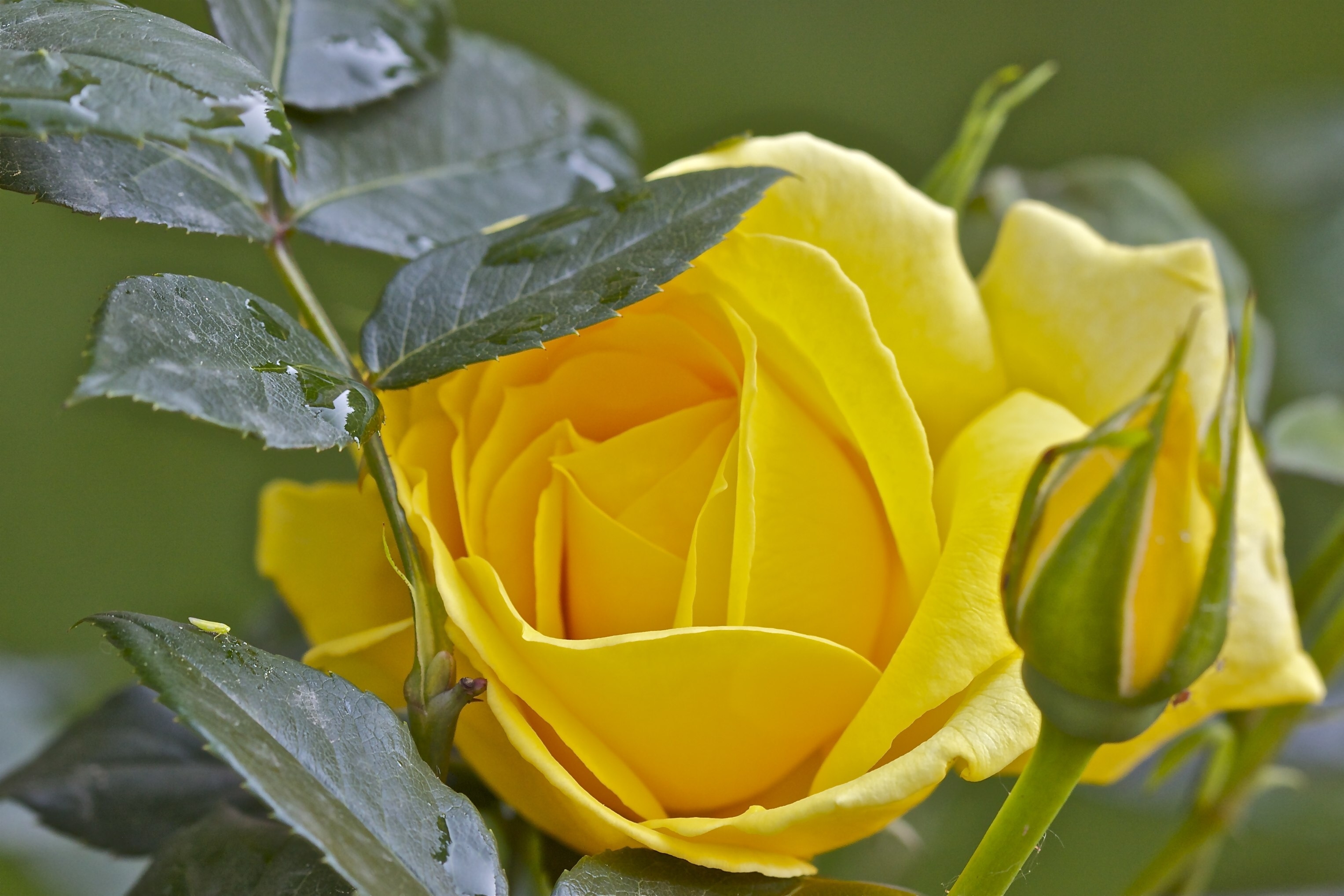 Download mobile wallpaper Flowers, Flower, Macro, Rose, Bud, Earth, Yellow Rose, Yellow Flower, Water Drop for free.