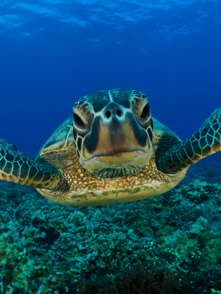 1116496 descargar fondo de pantalla animales, tortuga marina, tortuga, tortugas: protectores de pantalla e imágenes gratis