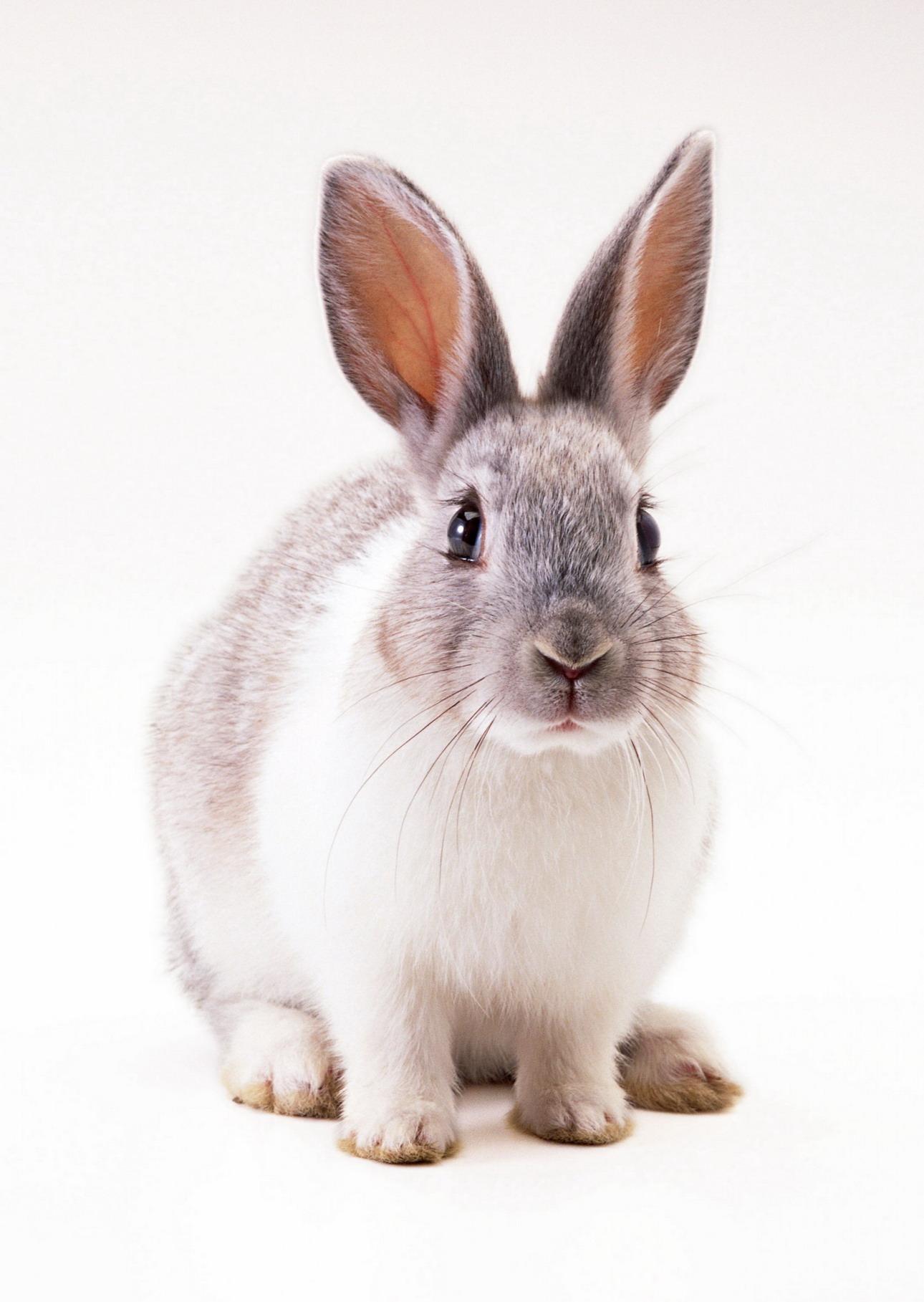 10761 завантажити шпалери кролики, тварини, гризуни, білий - заставки і картинки безкоштовно