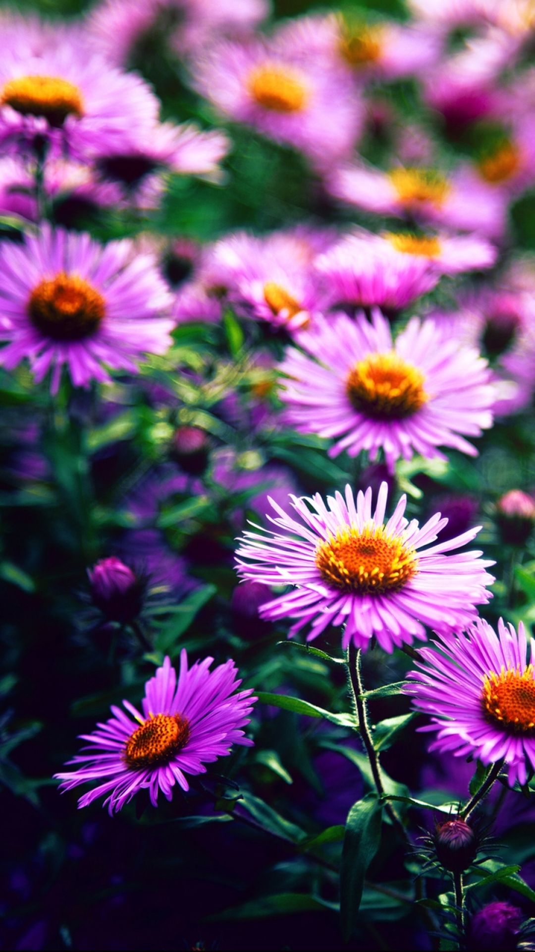 Descarga gratuita de fondo de pantalla para móvil de Flores, Flor, Tierra/naturaleza.