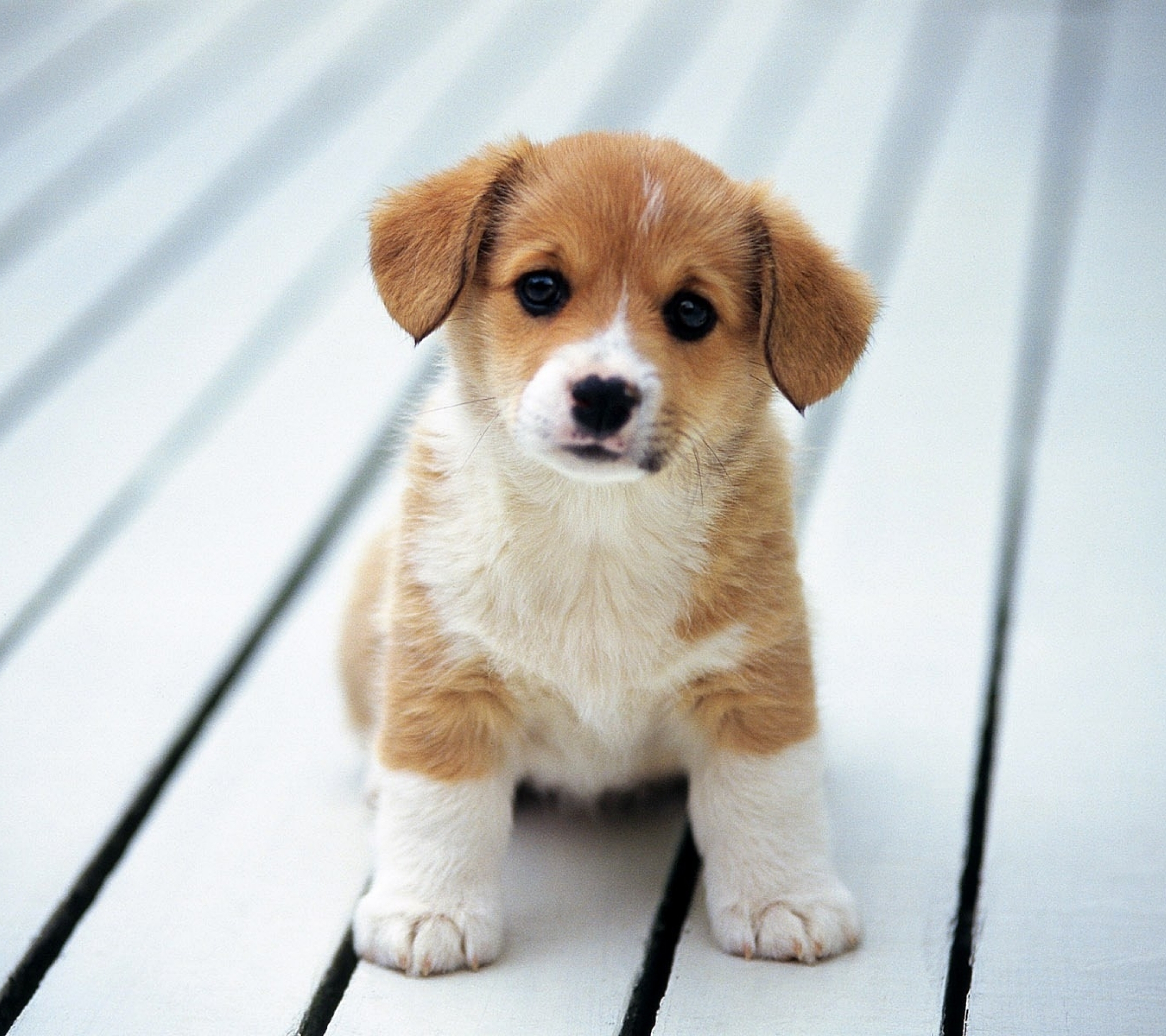 Download mobile wallpaper Dogs, Dog, Animal, Puppy, Baby Animal for free.