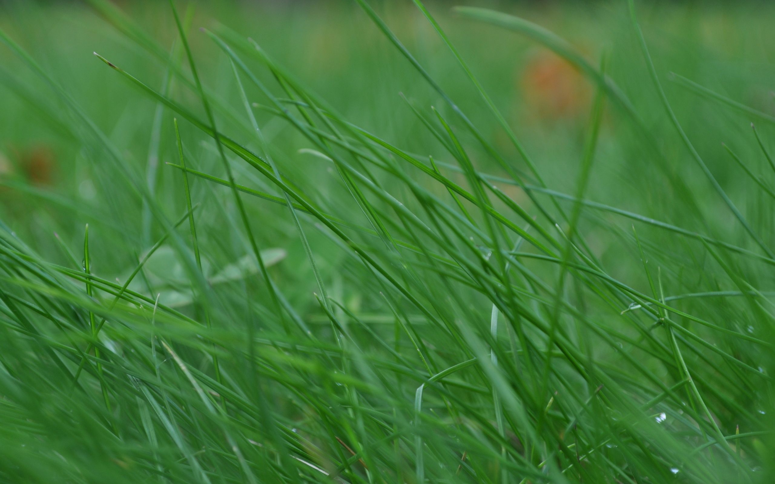 bend, grass, macro, stem, stalk, thin, wind