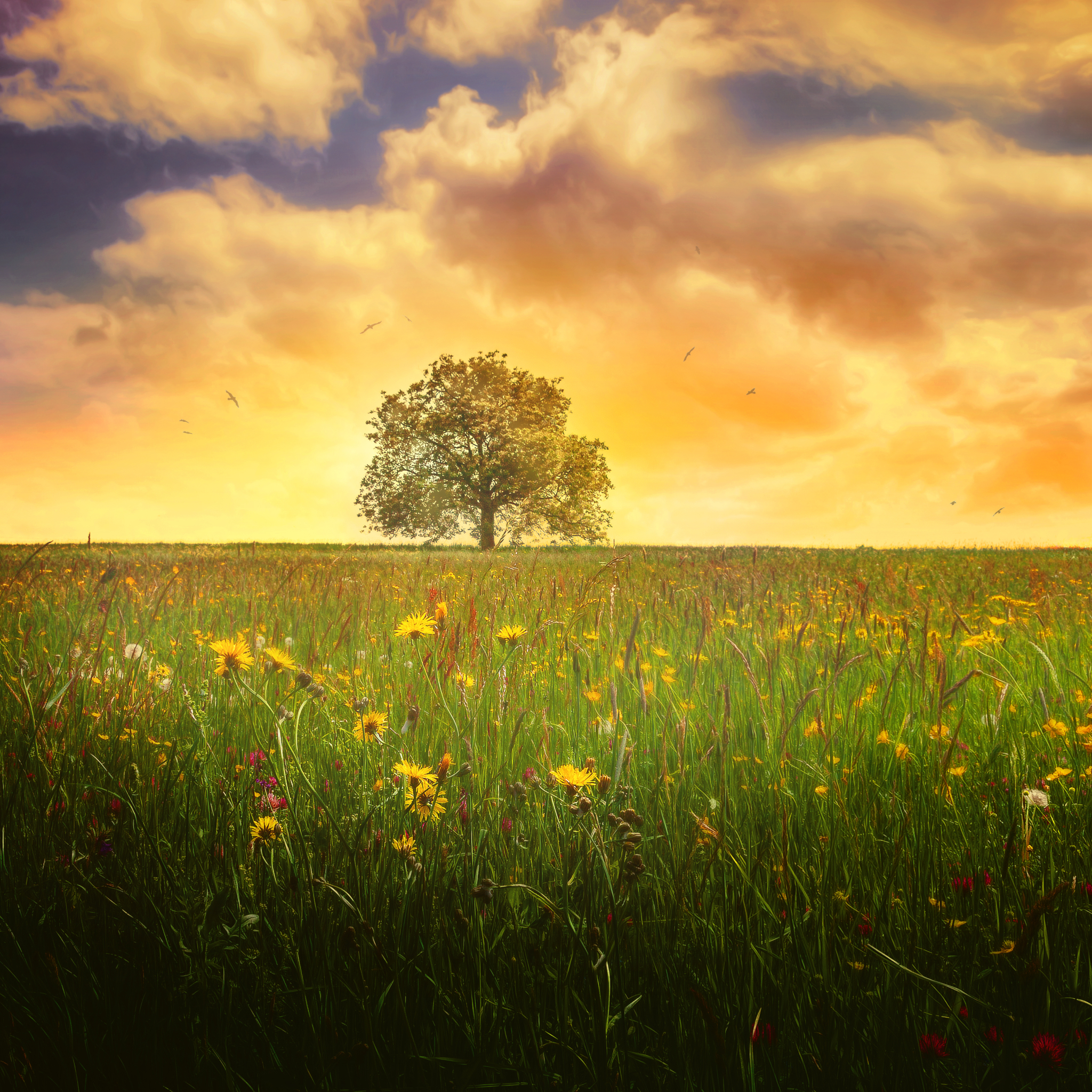 Free download wallpaper Landscape, Nature, Trees, Flower, Tree, Earth, Evening, Spring, Cloud, Meadow, Lonely Tree on your PC desktop