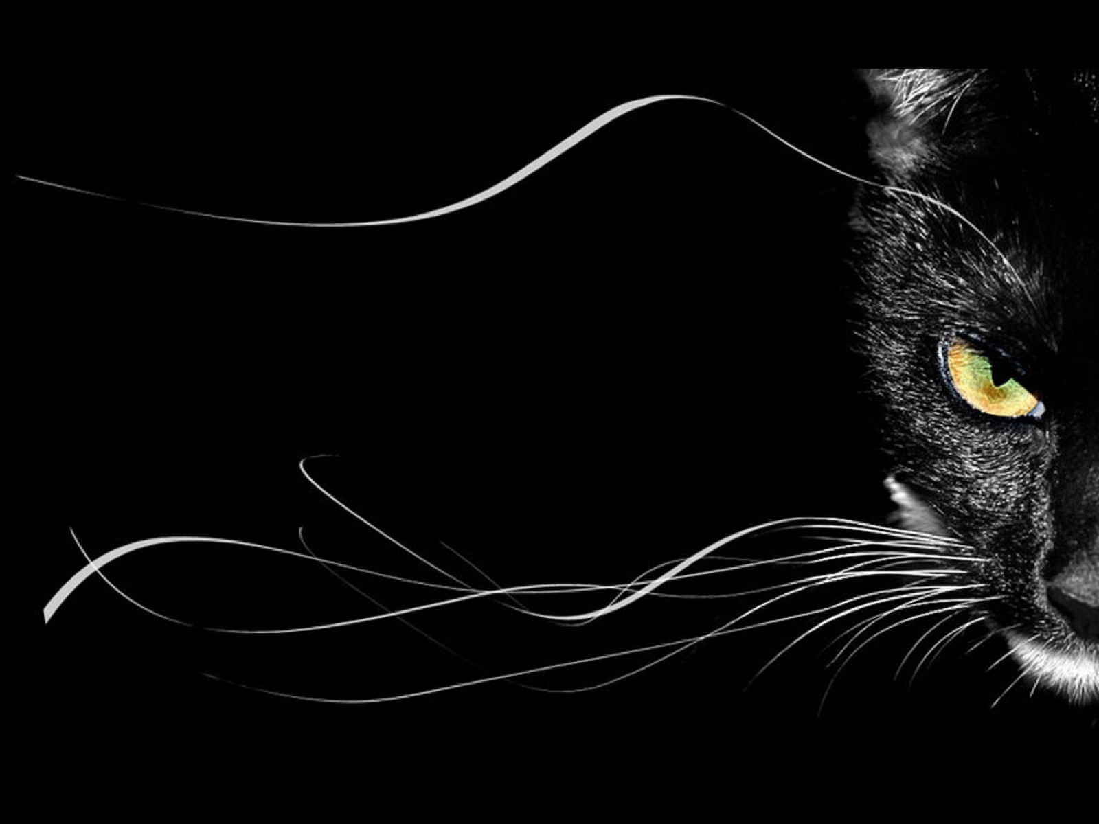 15340 скачать картинку кошки (коты котики), черные, животные - обои и заставки бесплатно