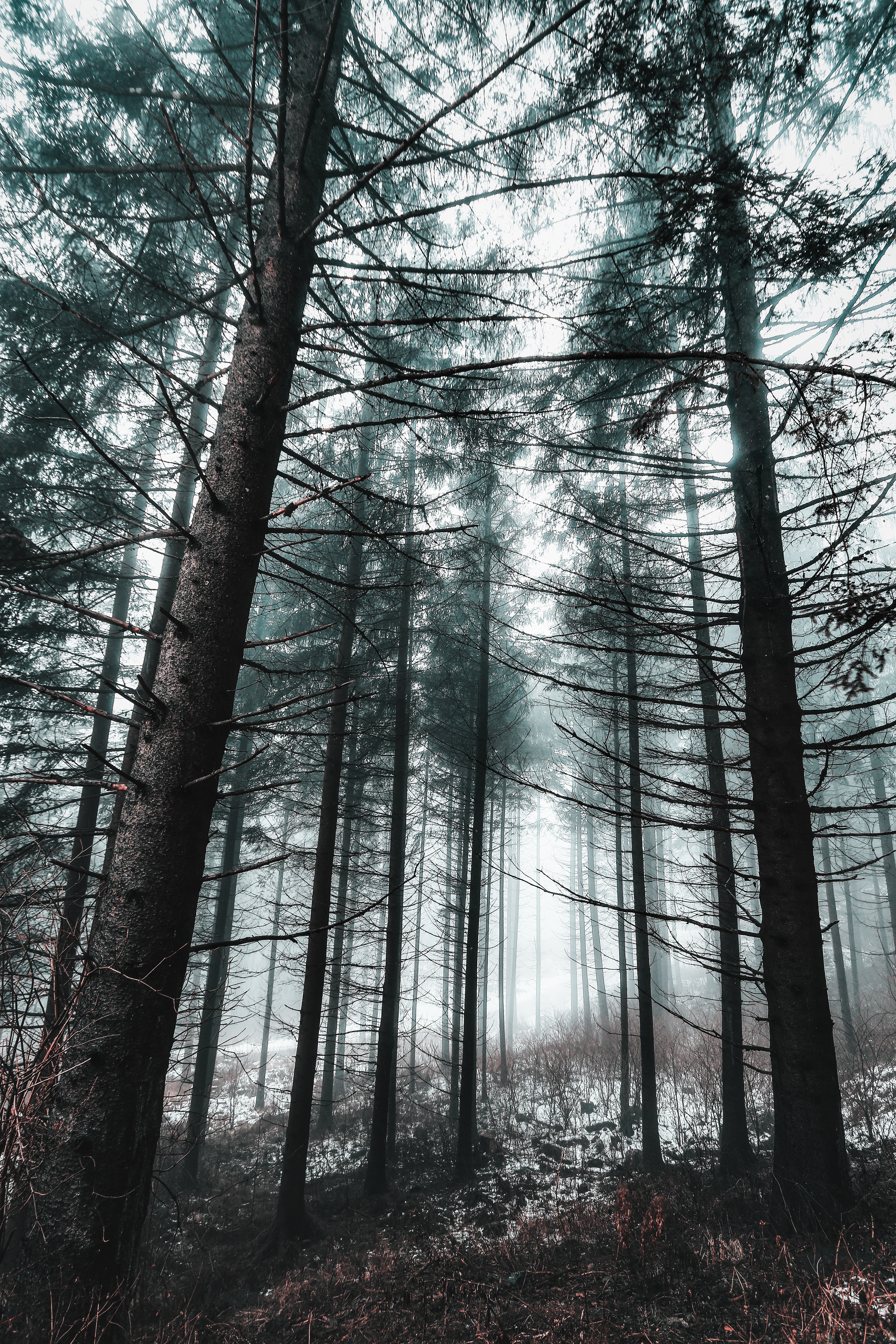 Free download wallpaper Winter, Snow, Trees, Nature, Forest, Fog on your PC desktop