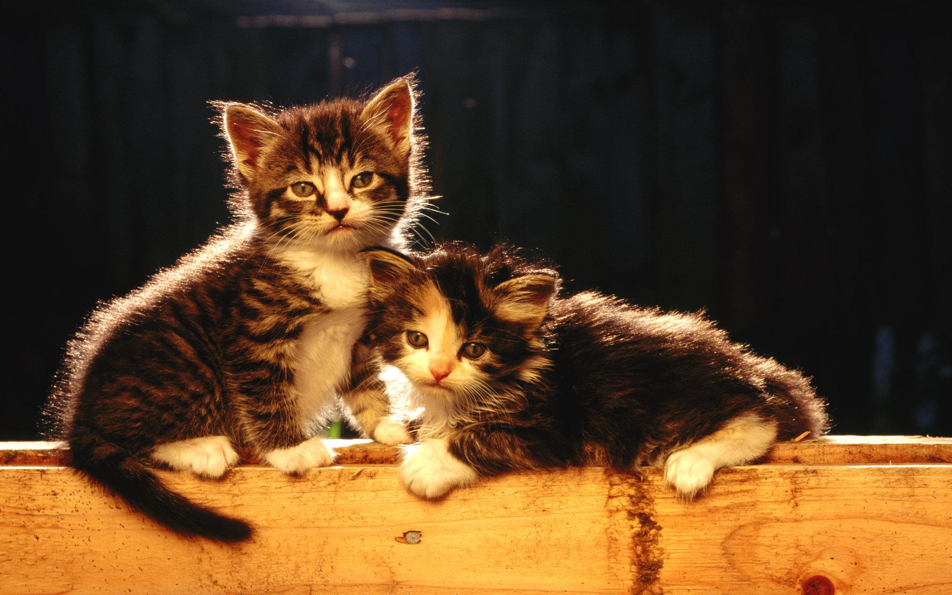 Baixe gratuitamente a imagem Animais, Gatos, Gato na área de trabalho do seu PC