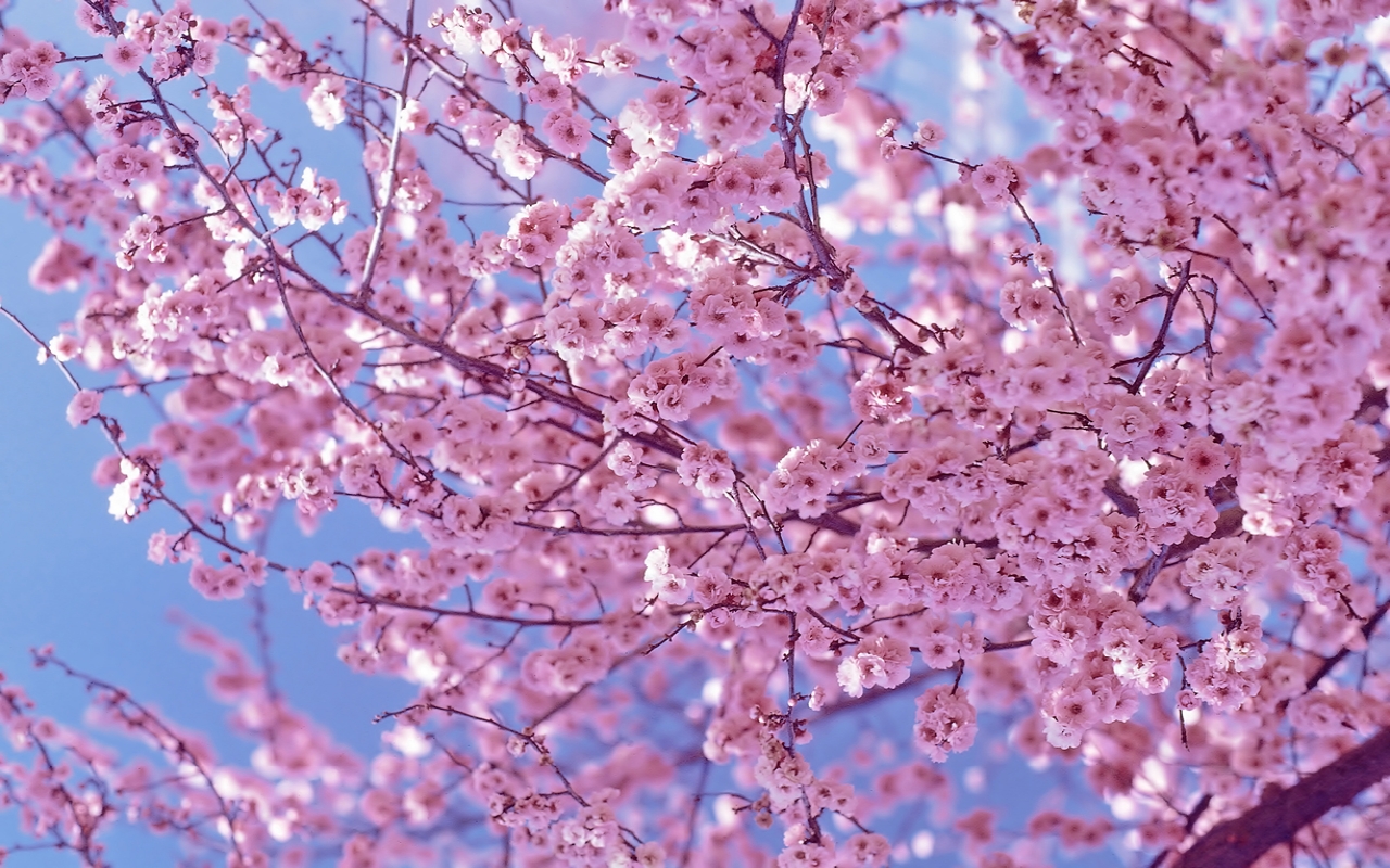 Laden Sie das Blüte, Erde/natur-Bild kostenlos auf Ihren PC-Desktop herunter