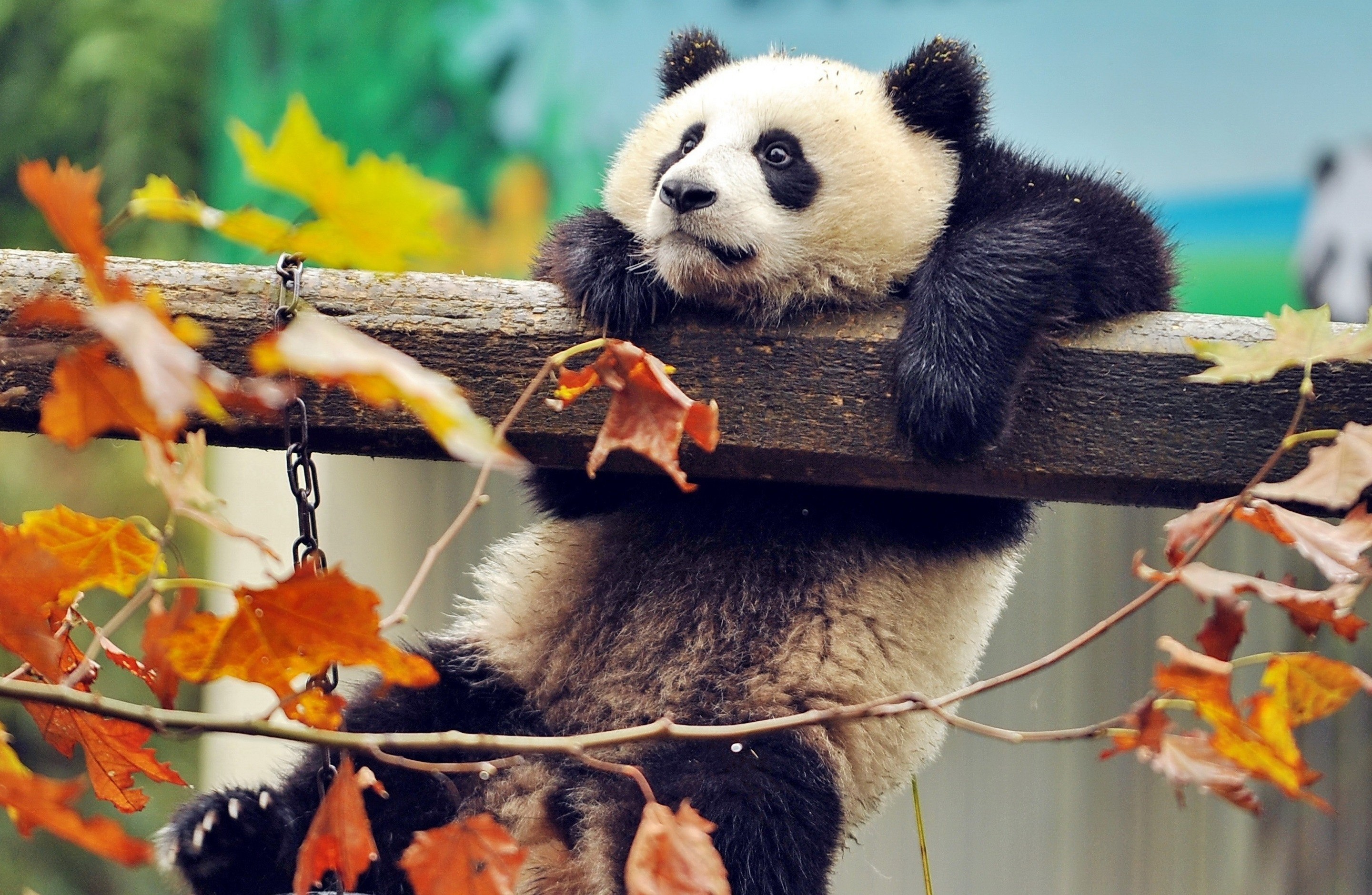 Handy-Wallpaper Tiere, Herbst, Blatt, Panda kostenlos herunterladen.