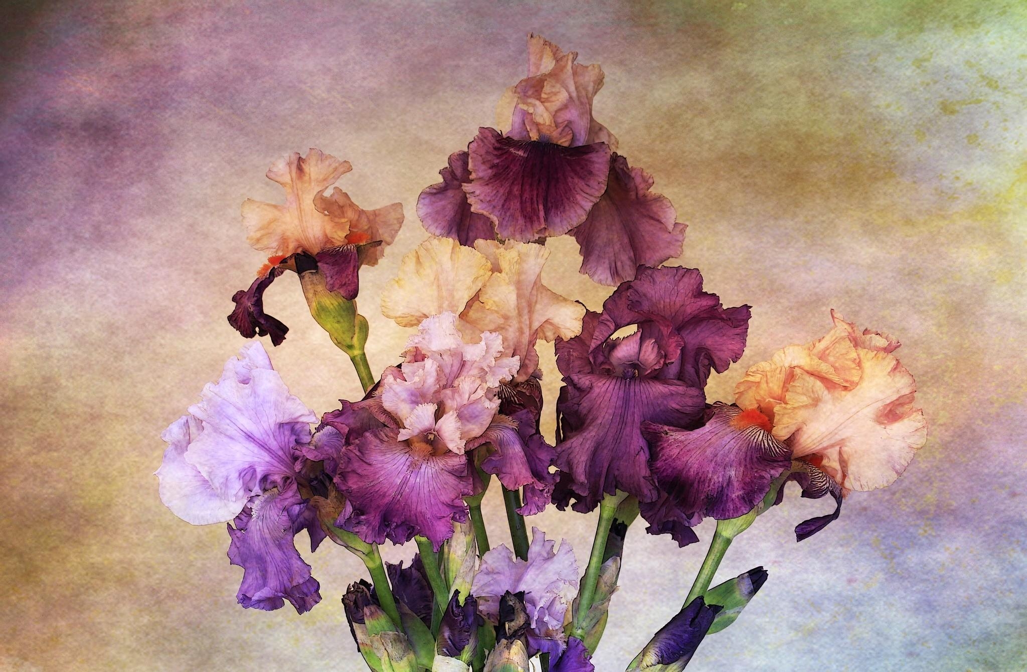 flowers, bouquet, background, irises