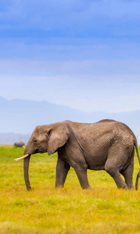 Скачать картинку Животные, Трава, Саванна, Слоны, Слон, Африка, Африканский Слон в телефон бесплатно.