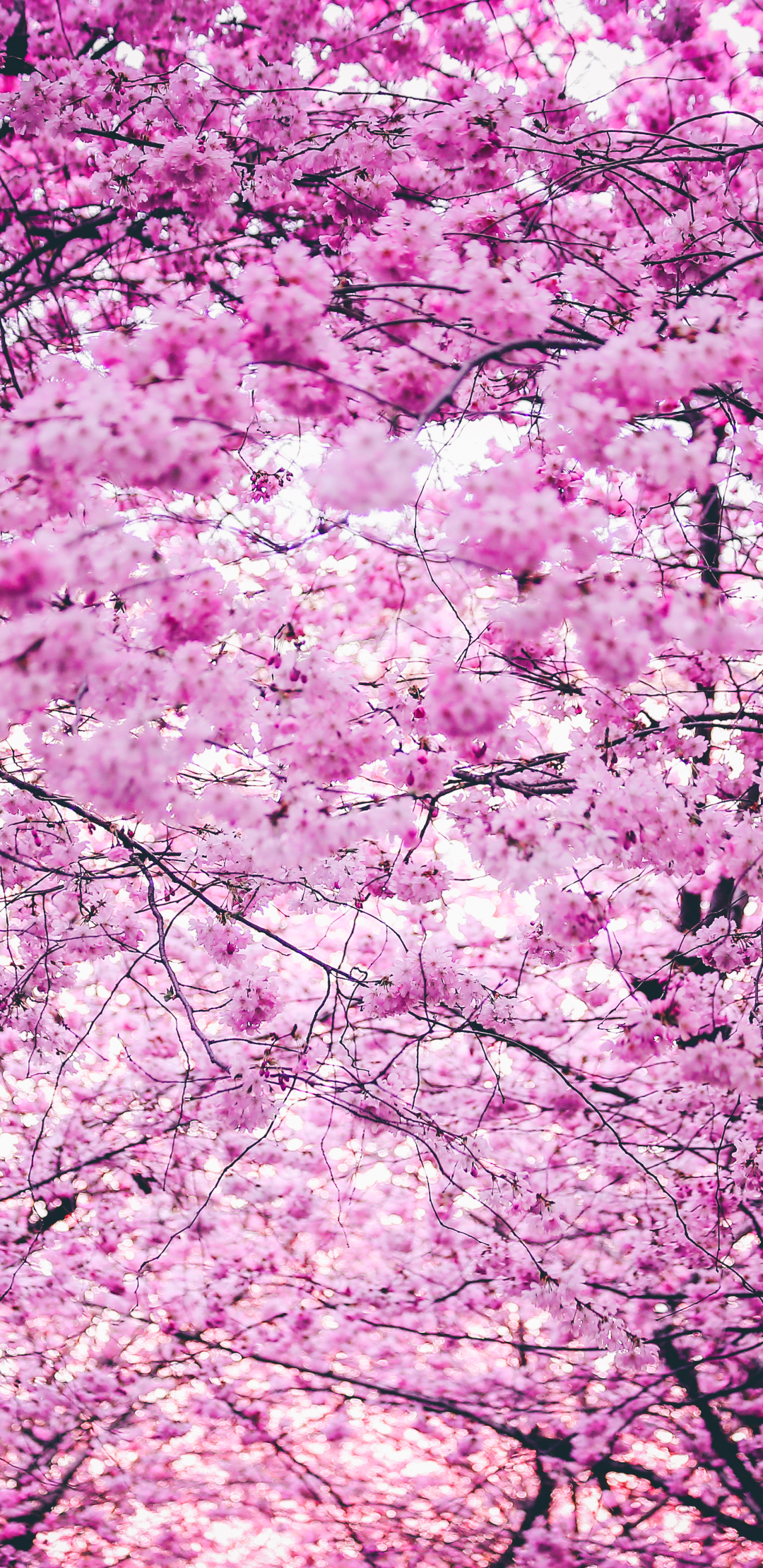Baixar papel de parede para celular de Natureza, Flores, Flor, Flor Rosa, Floração, Primavera, Terra/natureza, Sakura Flor gratuito.