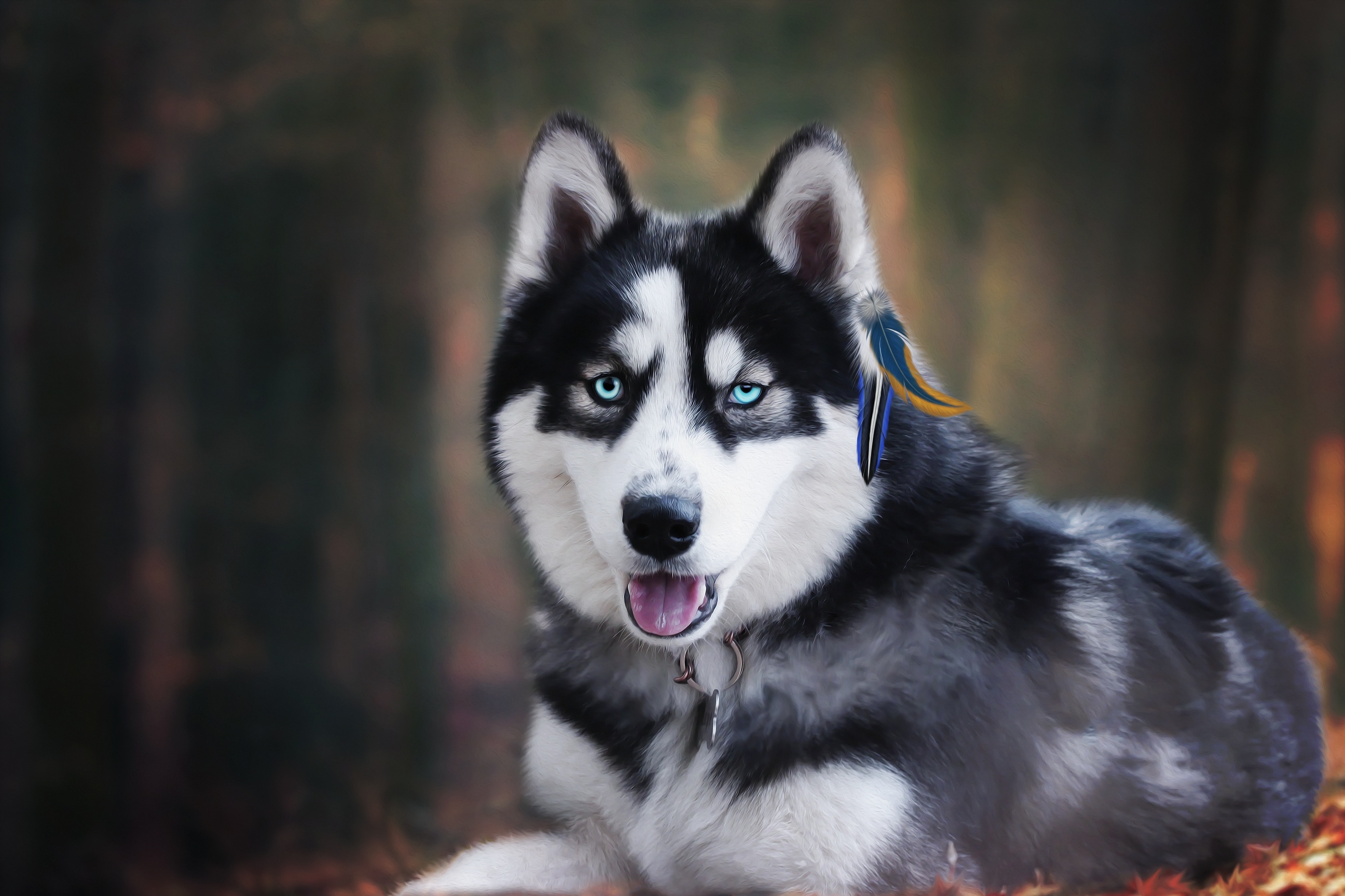 Laden Sie das Tiere, Hunde, Hund, Schlittenhund-Bild kostenlos auf Ihren PC-Desktop herunter