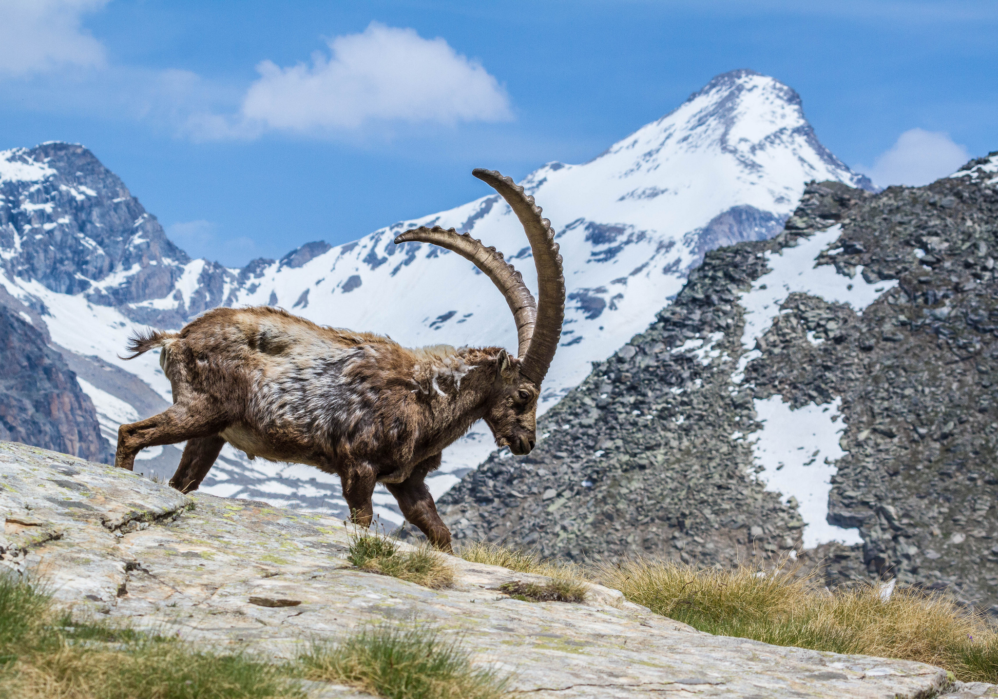811593 скачать обои животные, альпийский козерог, гора - заставки и картинки бесплатно