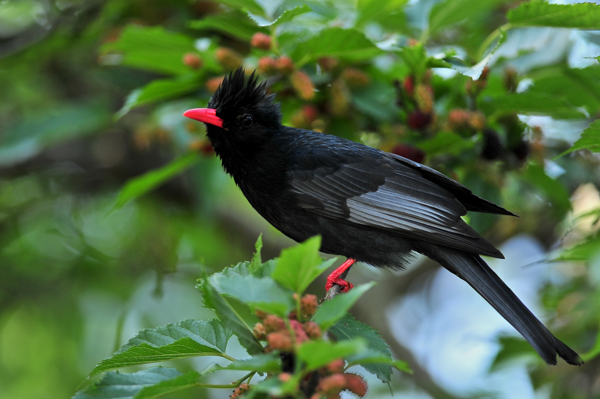 Baixe gratuitamente a imagem Animais, Aves, Pássaro, Folha, Ramo na área de trabalho do seu PC