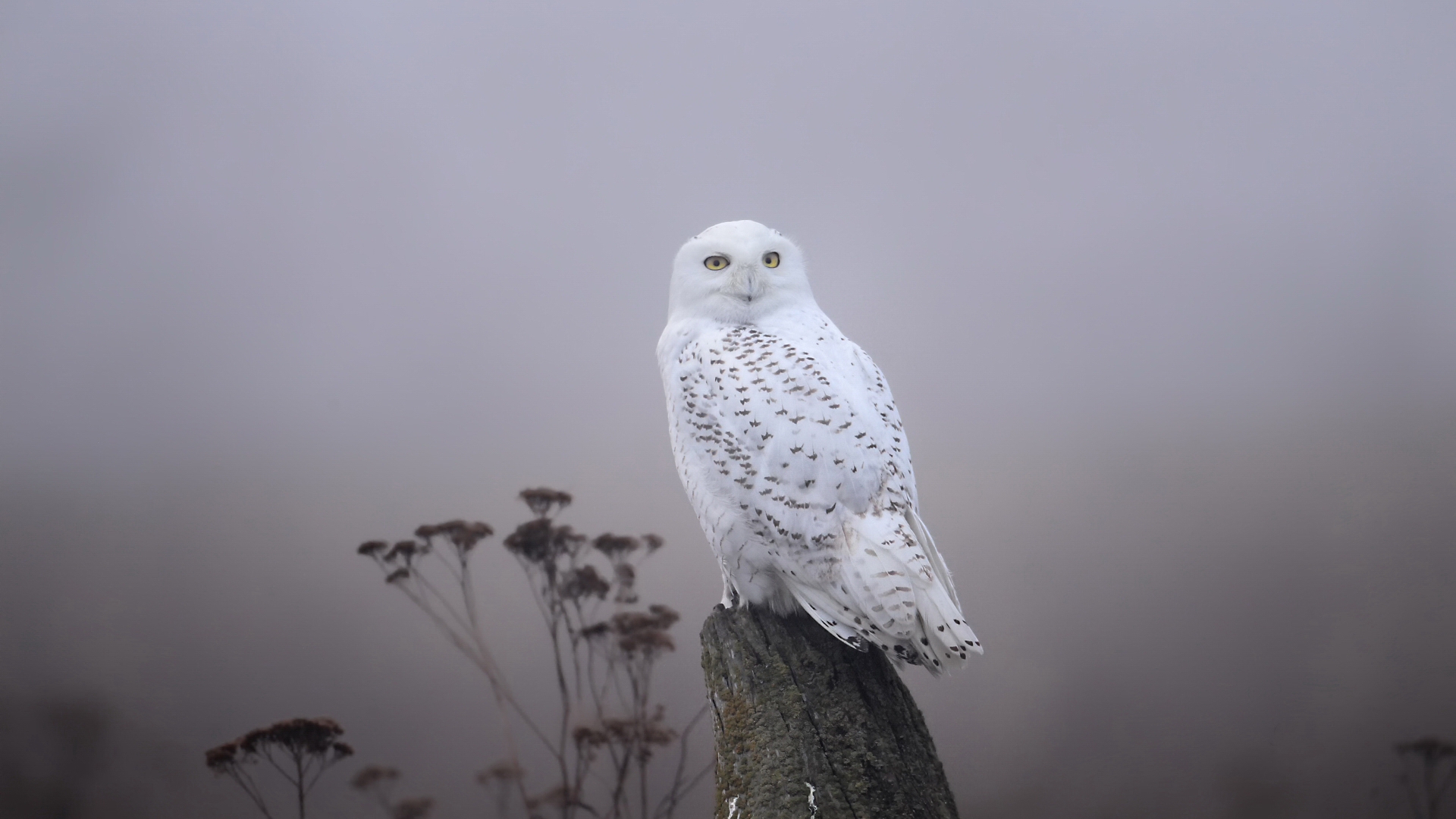 Free download wallpaper Birds, Animal, Snowy Owl on your PC desktop