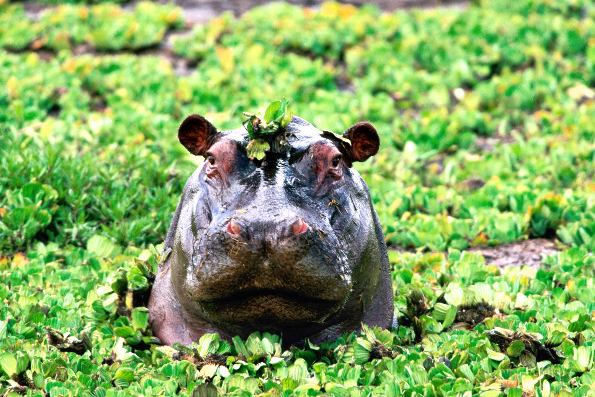 Download mobile wallpaper Hippo, Animal for free.
