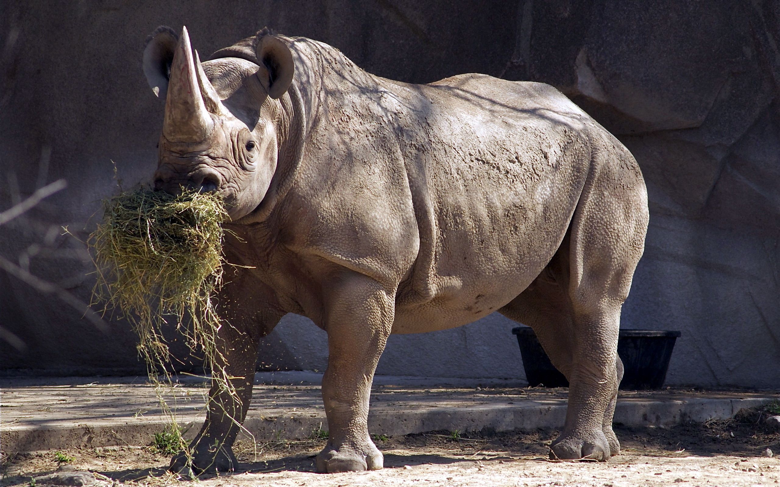 56311 descargar fondo de pantalla rinoceronte, animales, comida, hierba, bocina, cuerno: protectores de pantalla e imágenes gratis