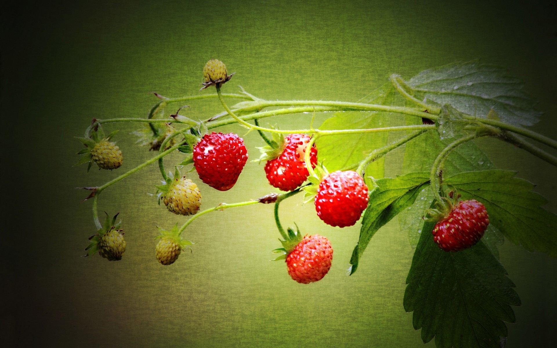 Laden Sie das Erdbeere, Nahrungsmittel-Bild kostenlos auf Ihren PC-Desktop herunter